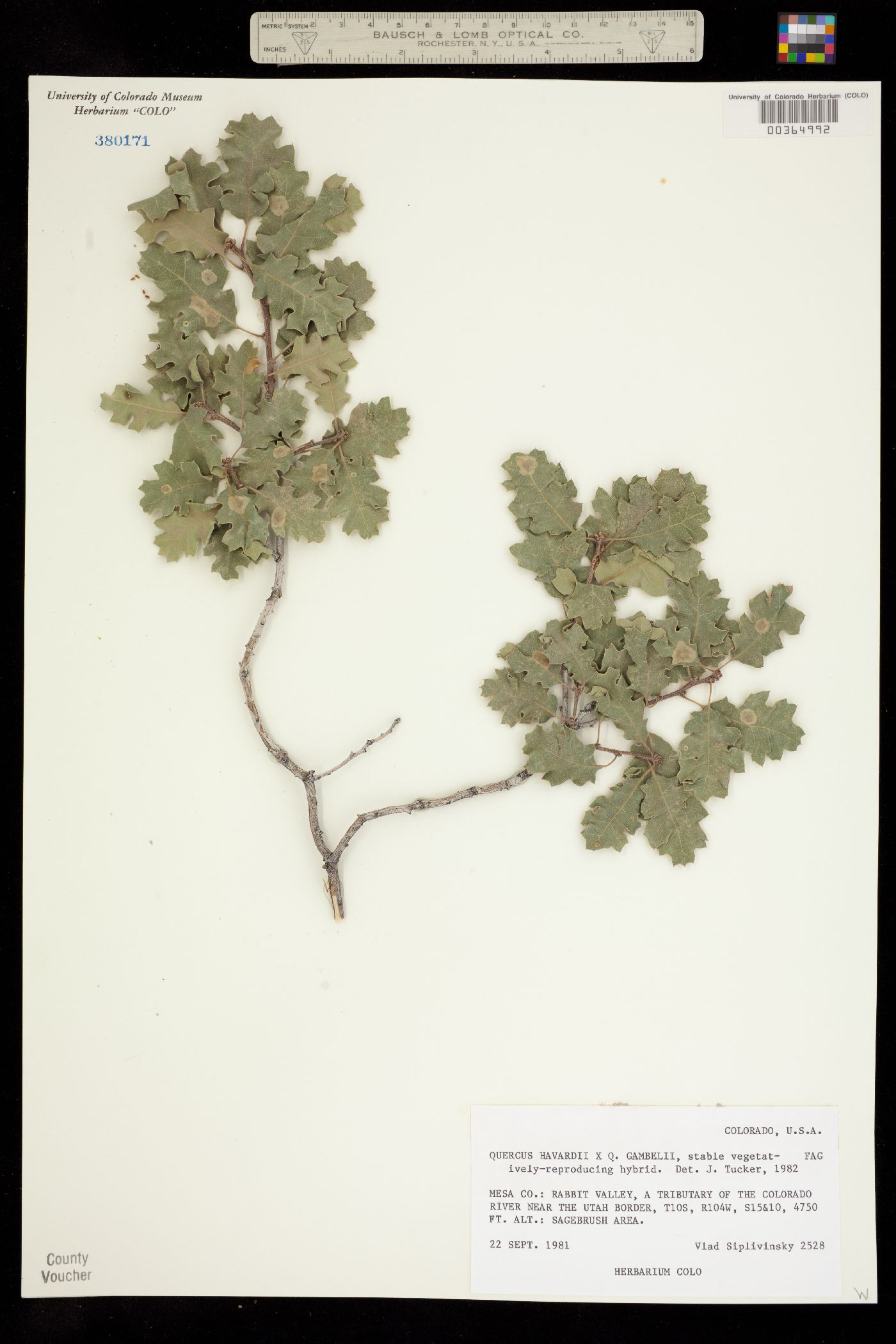 Quercus havardii image