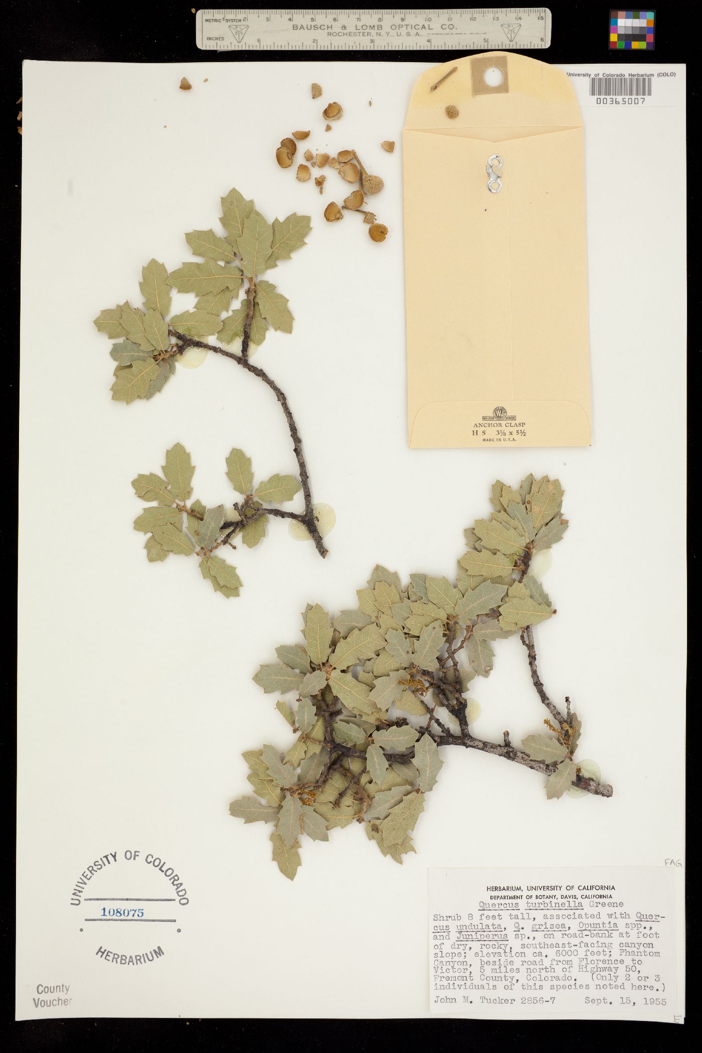 Quercus turbinella image