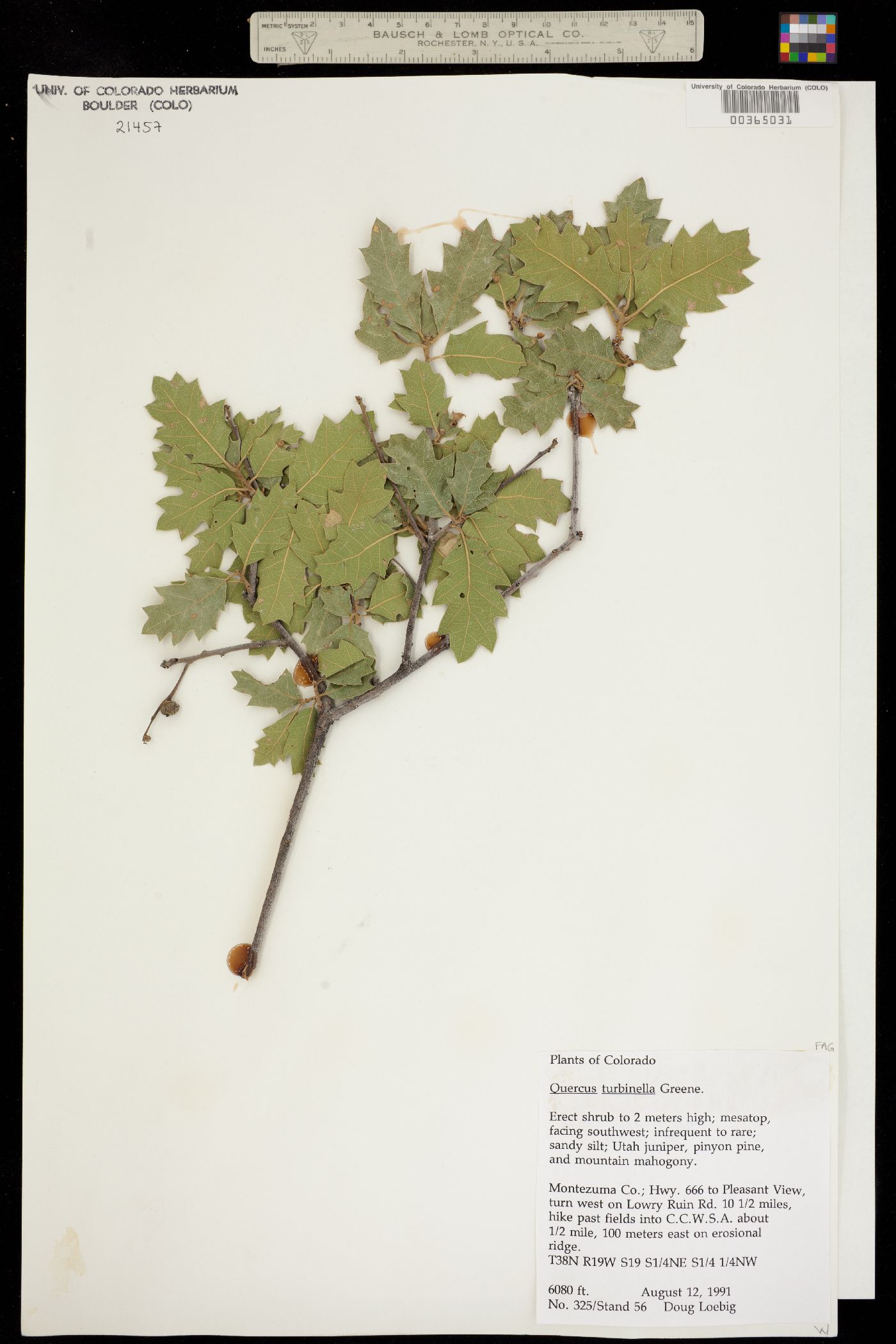 Quercus turbinella image