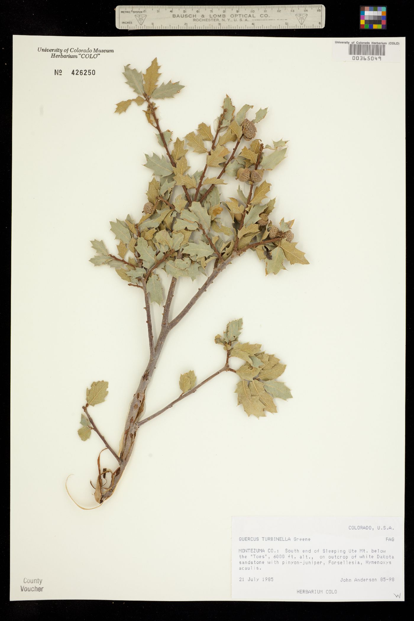 Quercus turbinella image