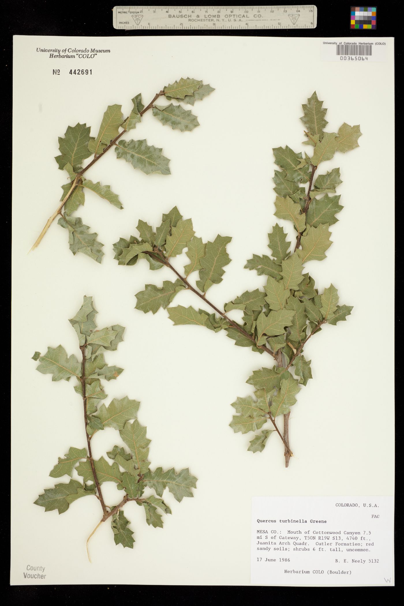 Quercus turbinella image