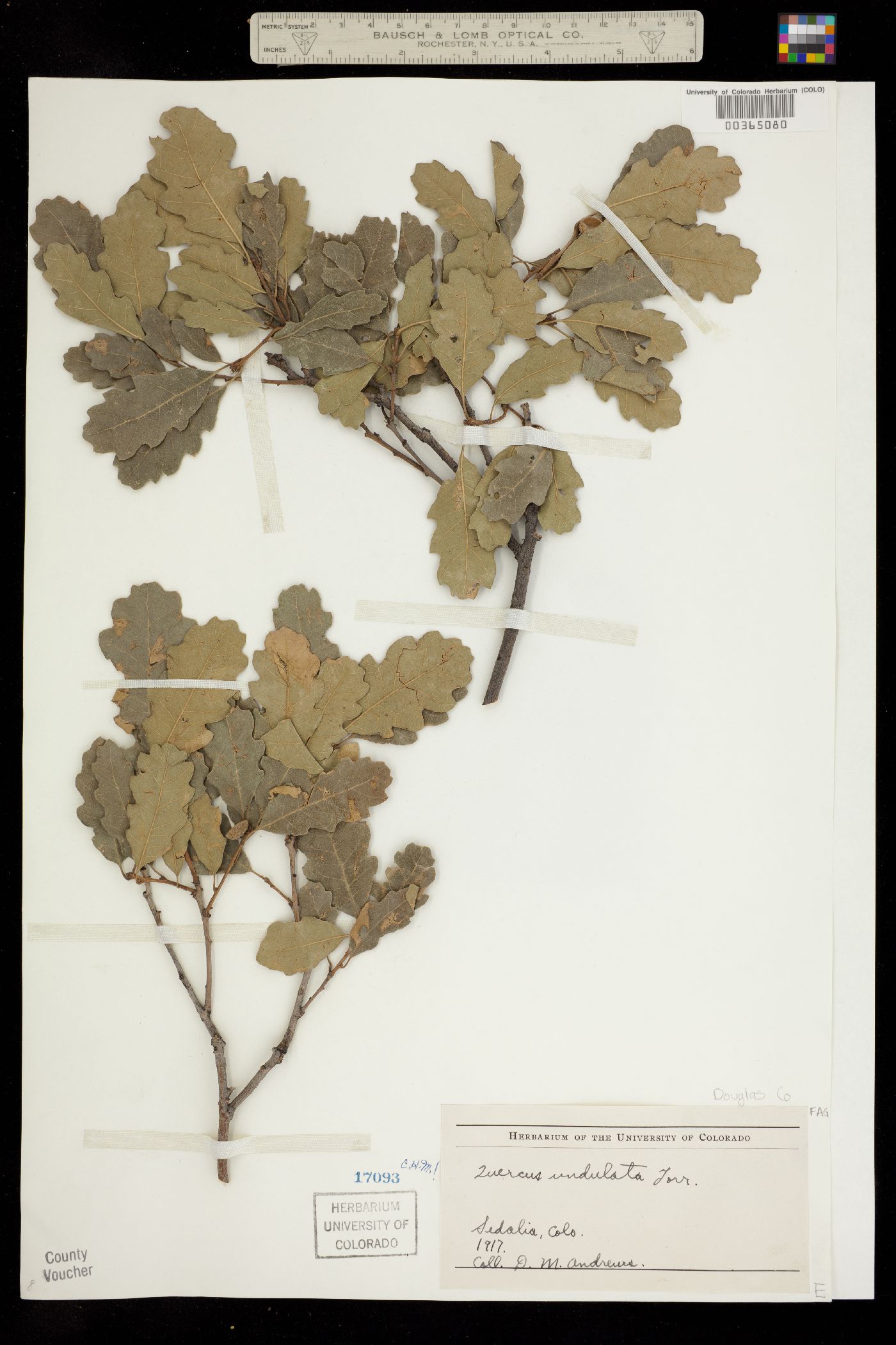 Quercus X undulata image