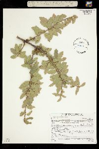 Quercus X pauciloba image