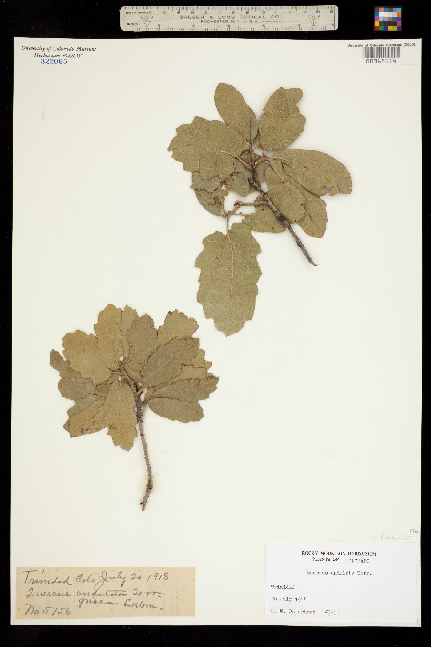 Quercus X undulata image