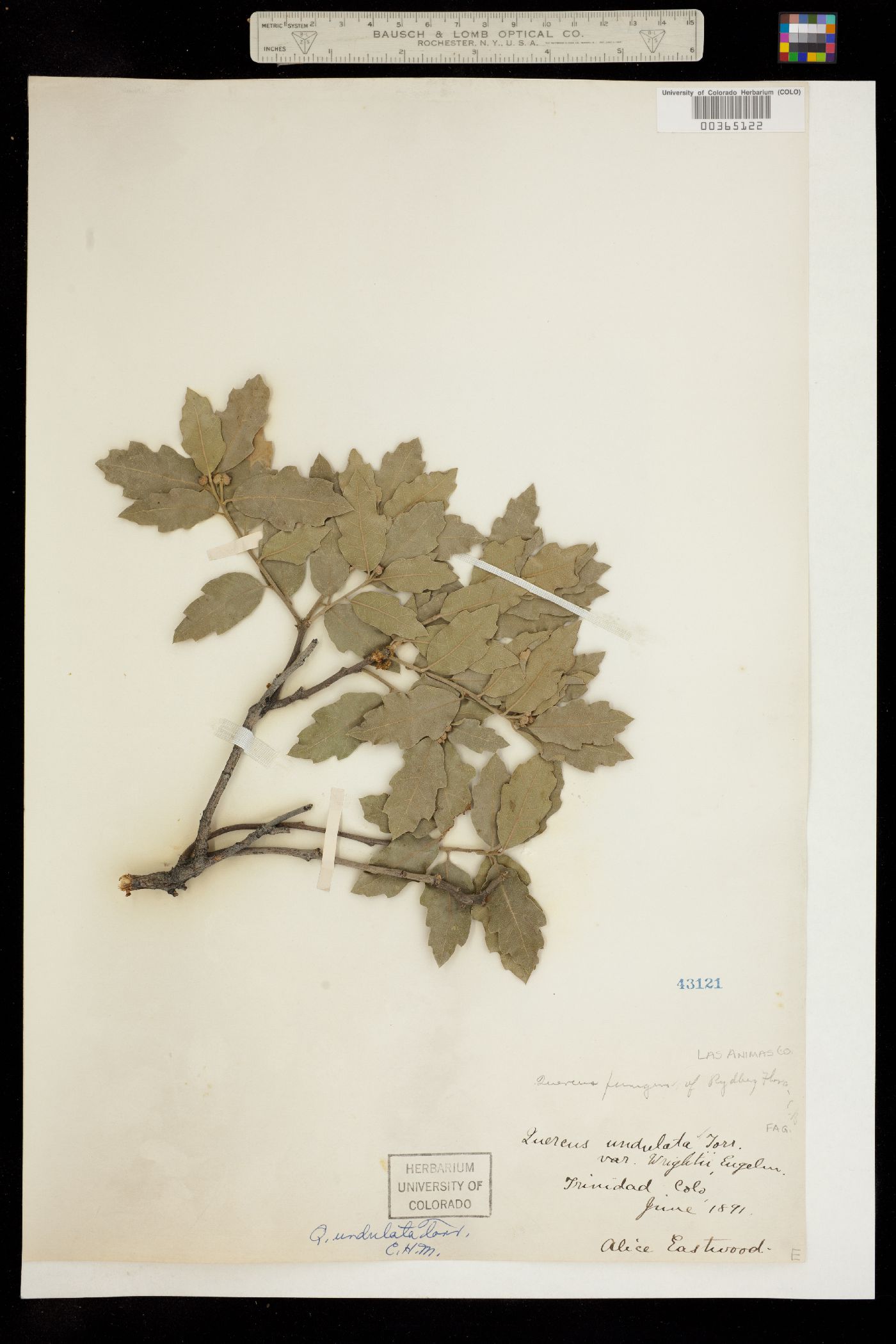 Quercus X undulata image