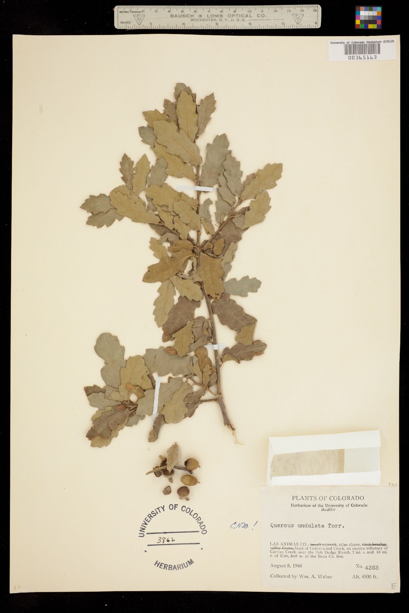 Quercus X undulata image