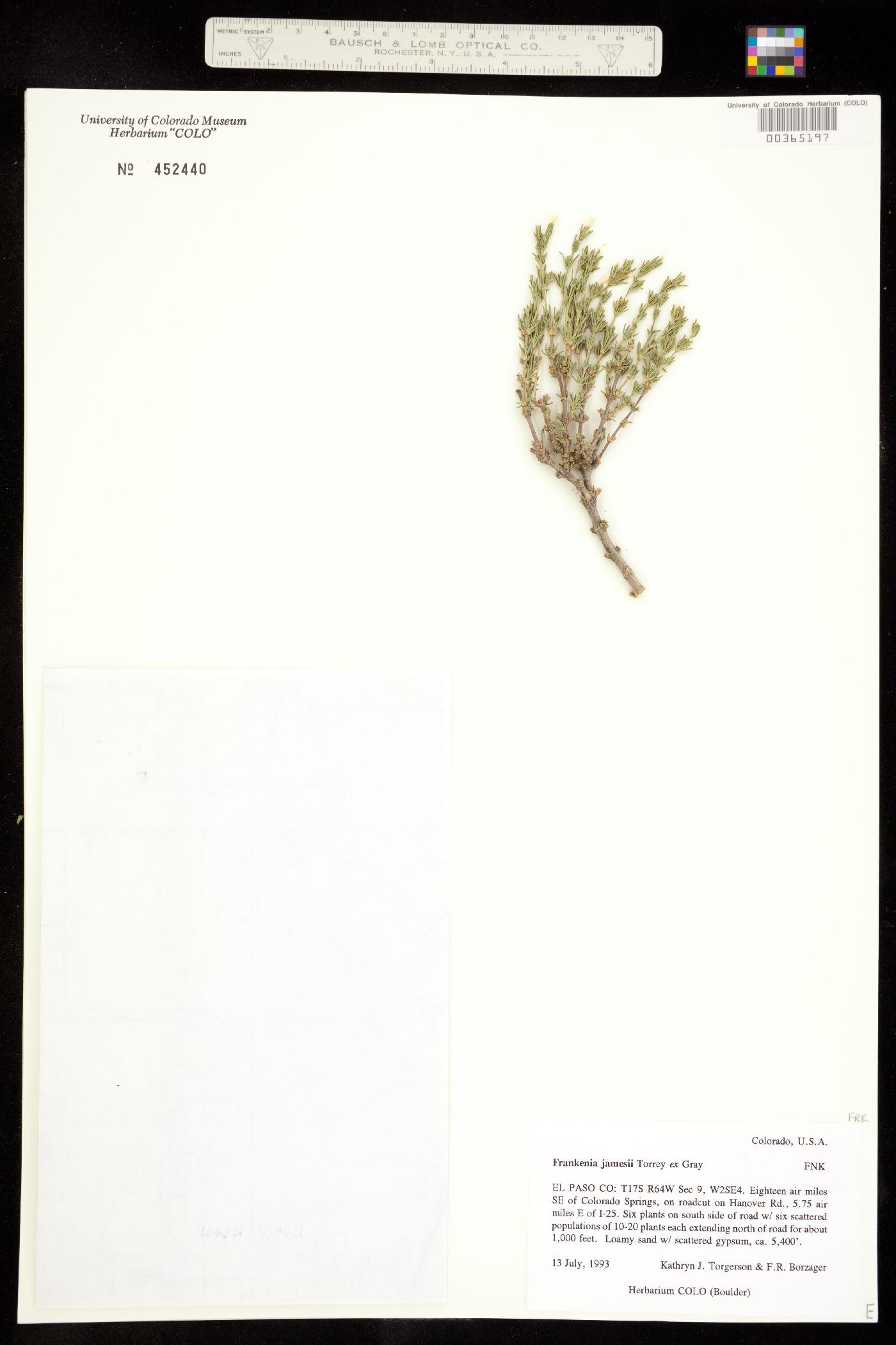 Frankeniaceae image