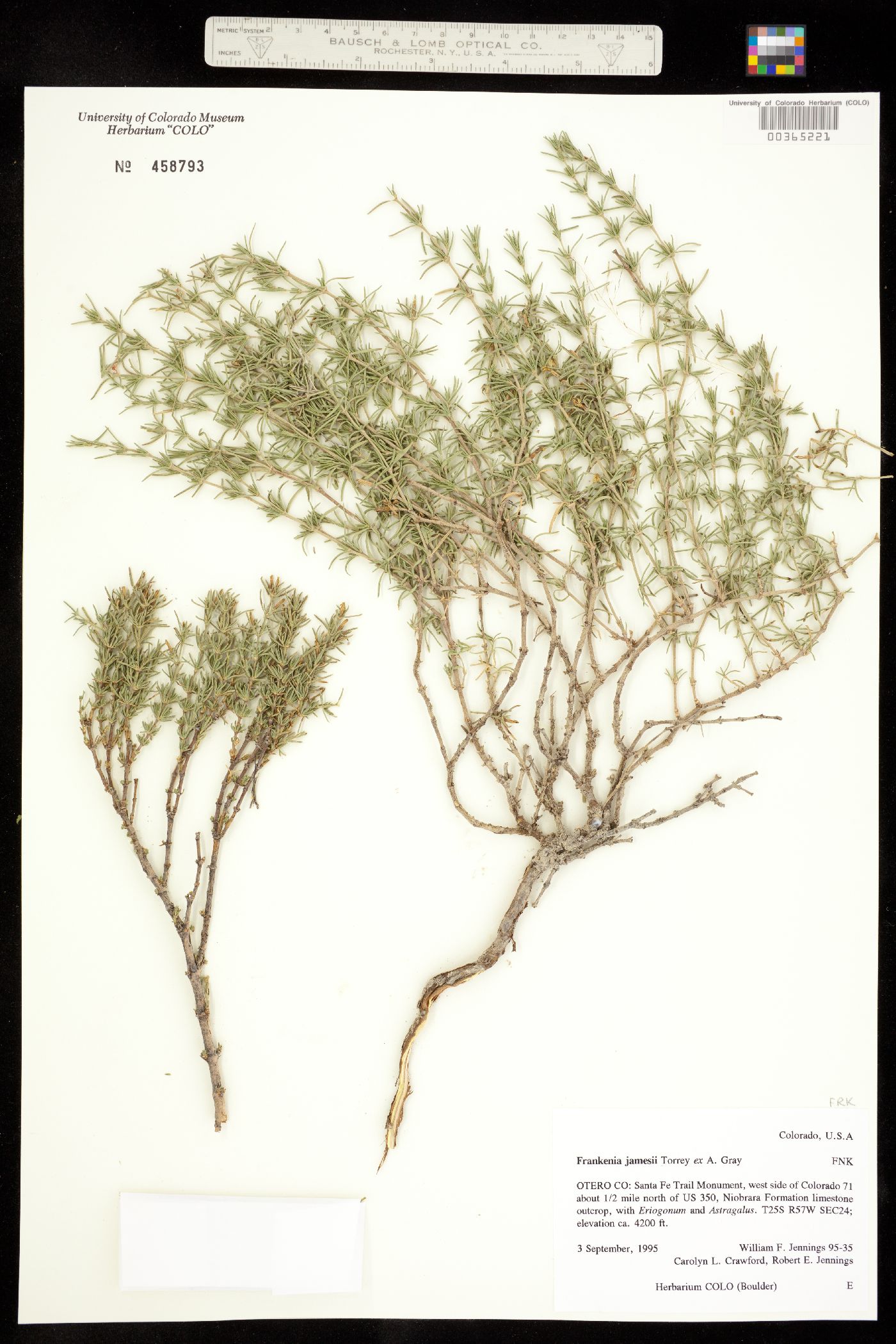 Frankenia jamesii image