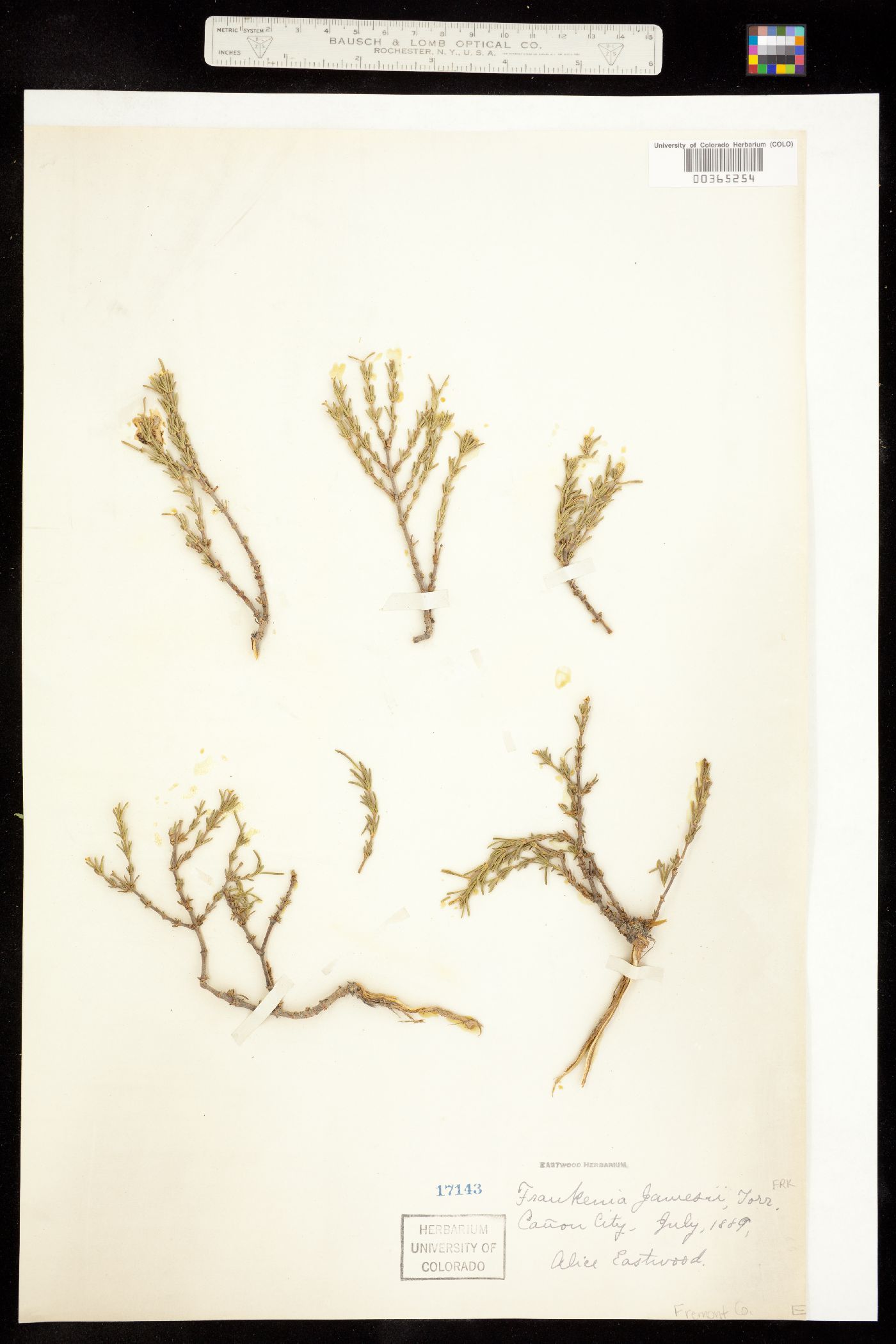 Frankenia jamesii image