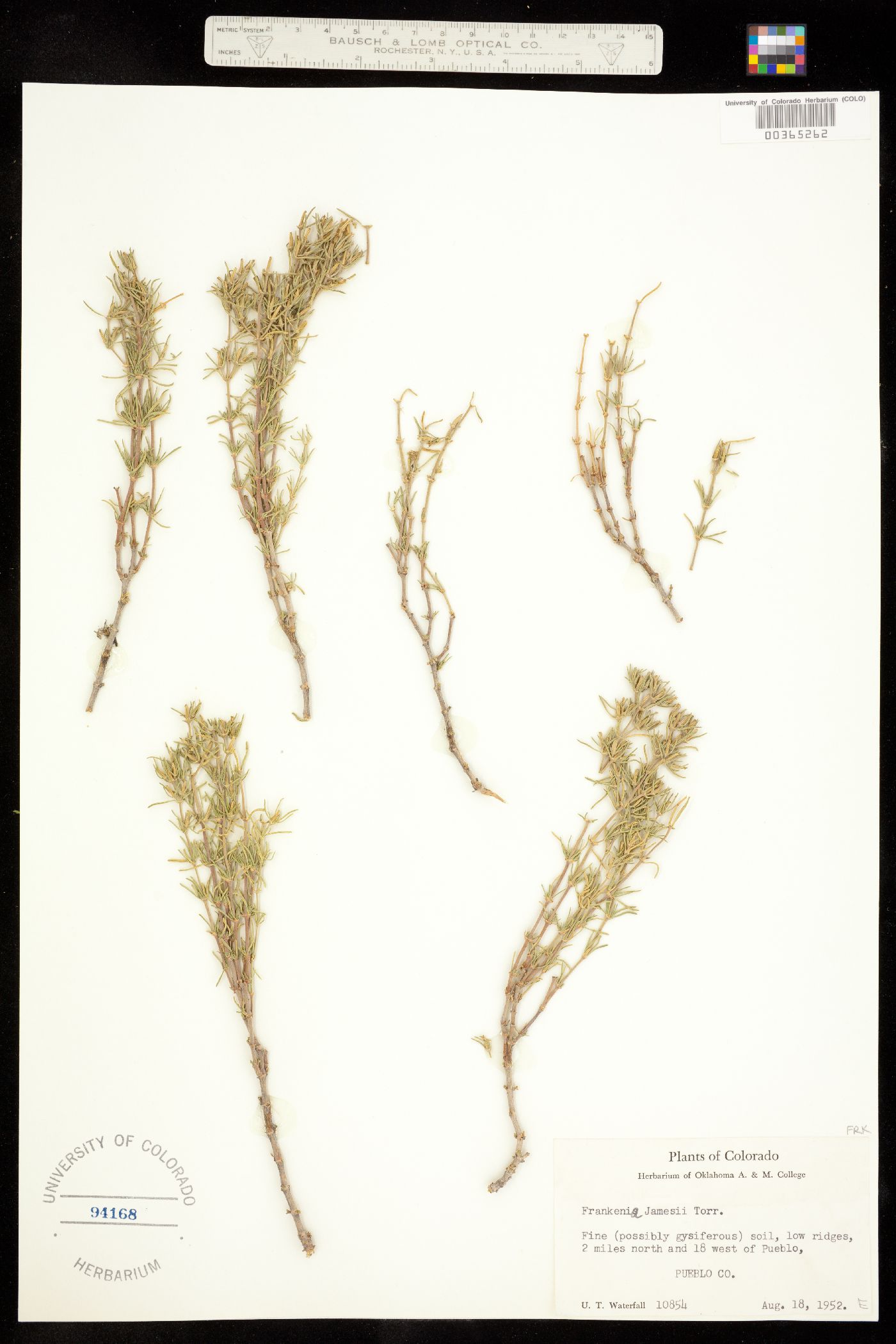 Frankenia jamesii image