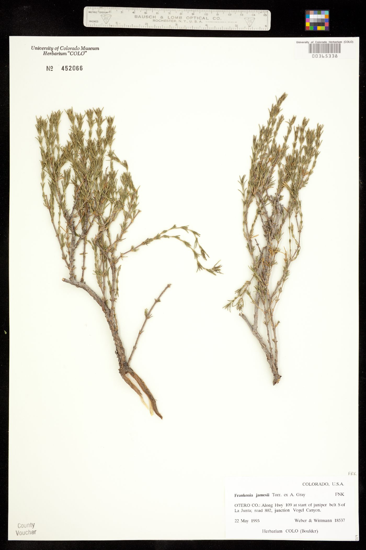 Frankenia jamesii image