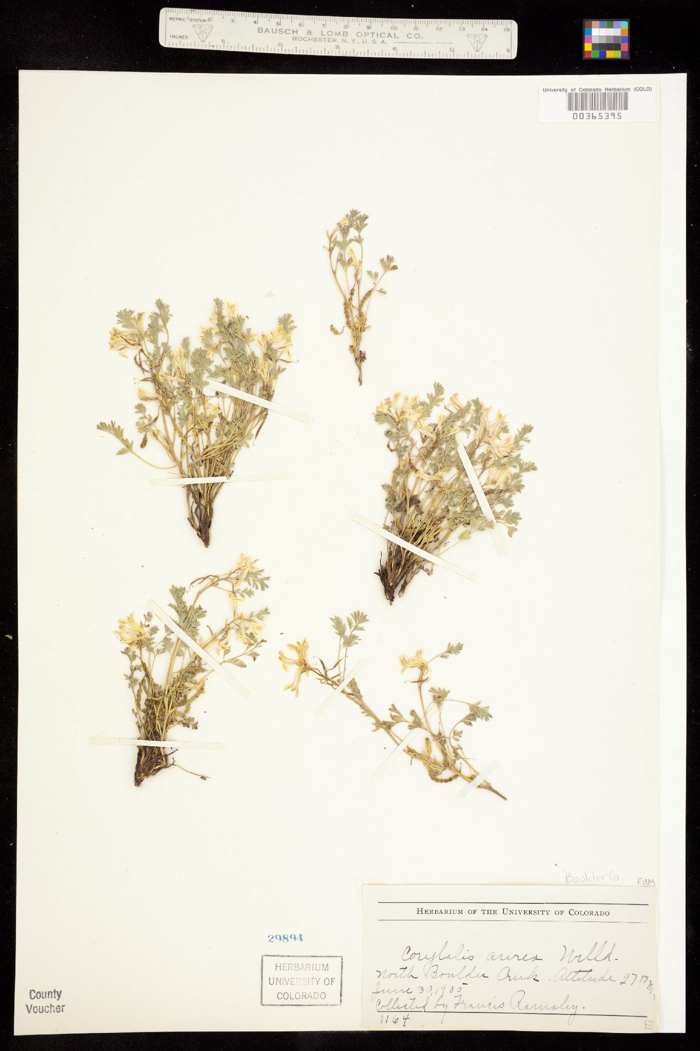 Corydalis aurea image