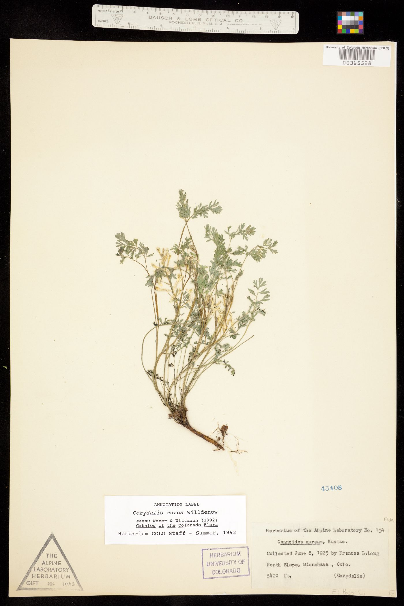Fumariaceae image
