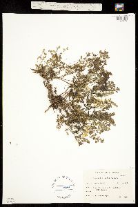 Image of Corydalis aurea