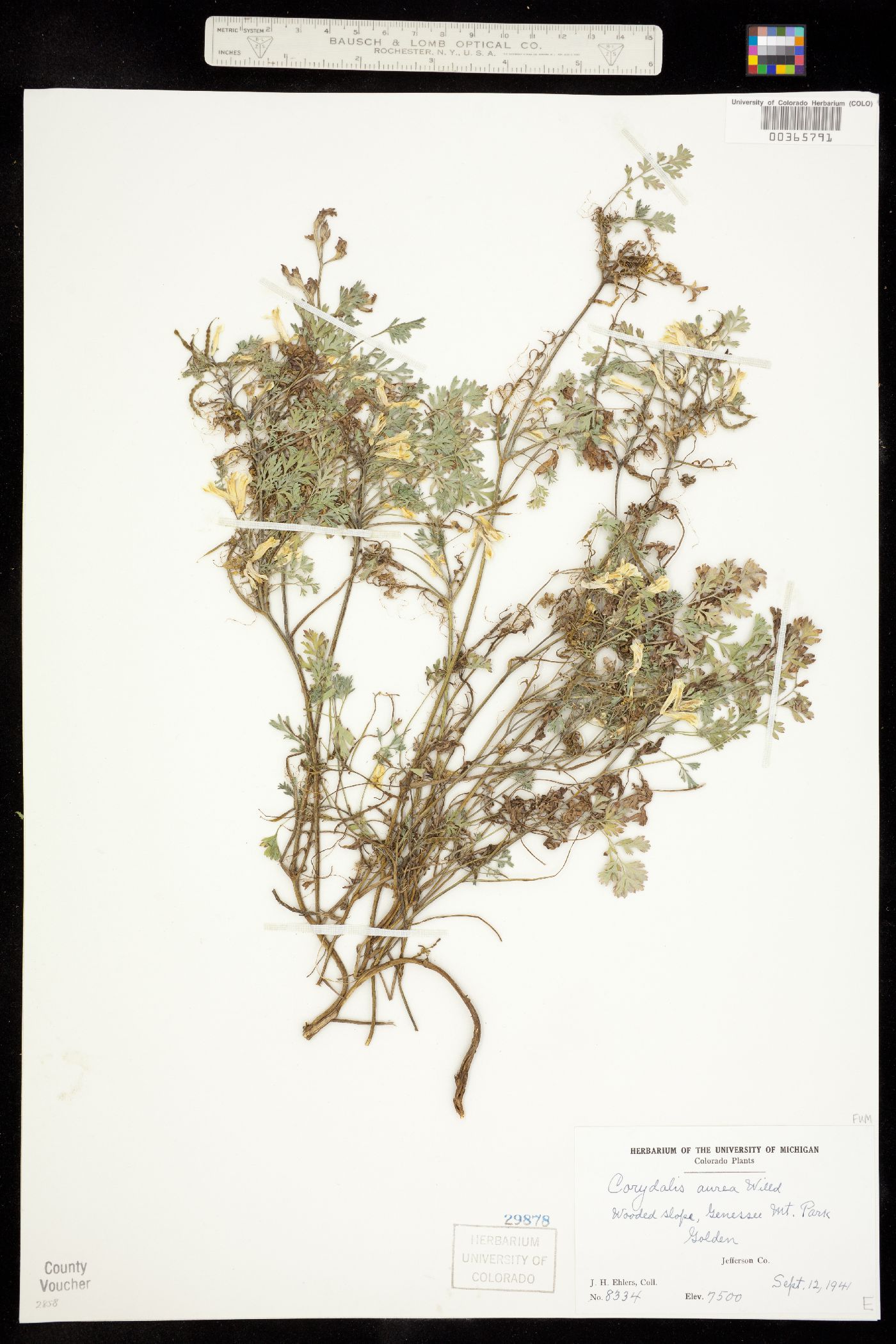 Corydalis aurea image