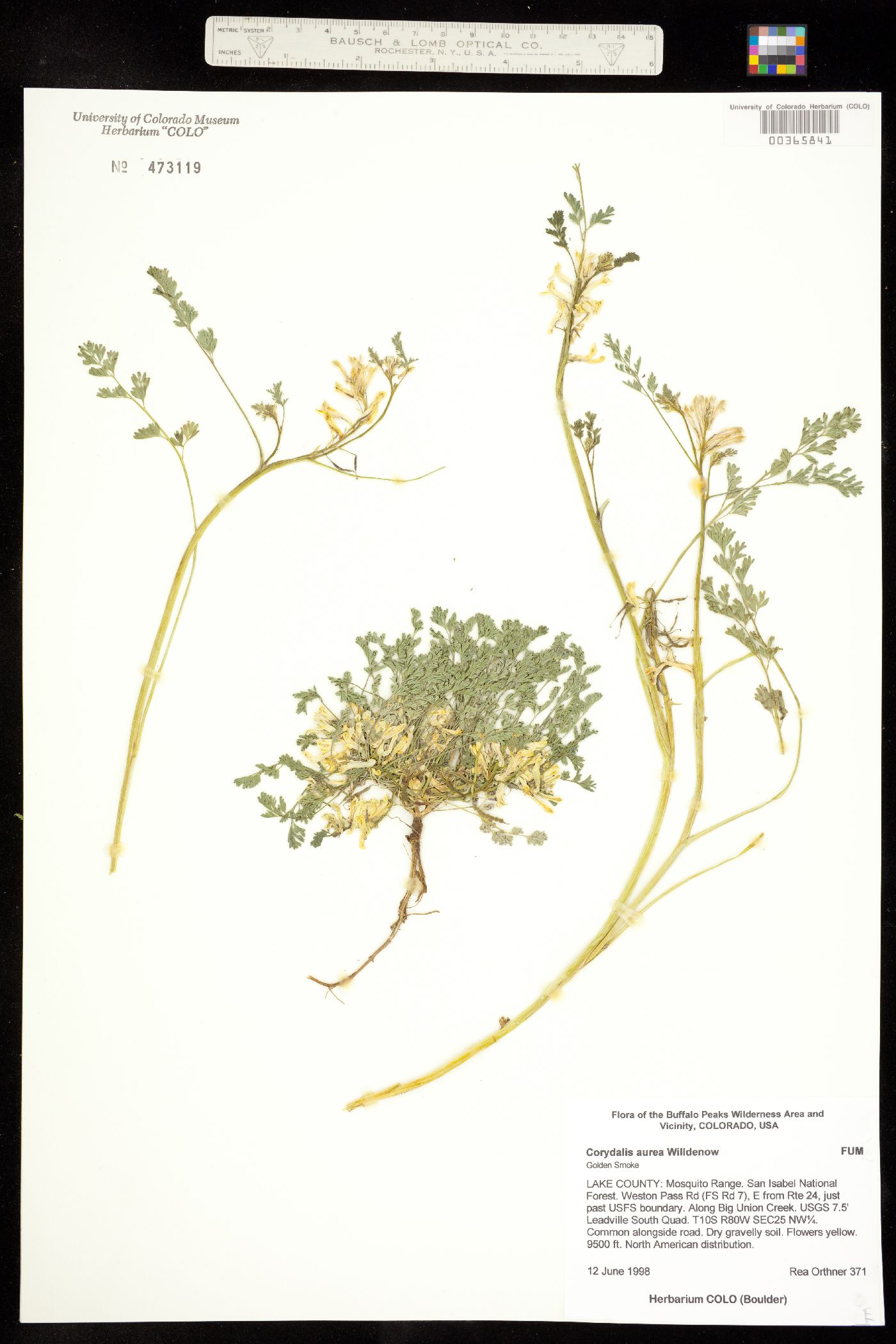 Corydalis aurea image