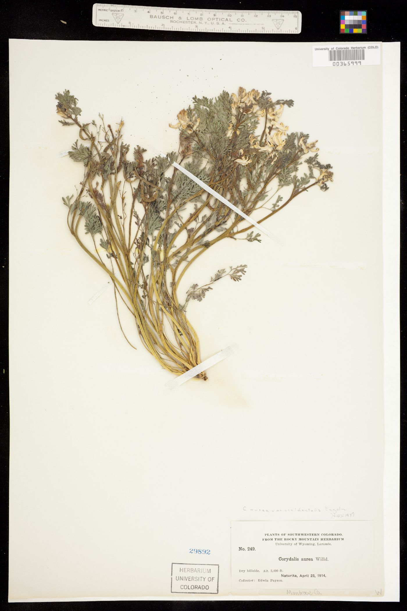 Corydalis image