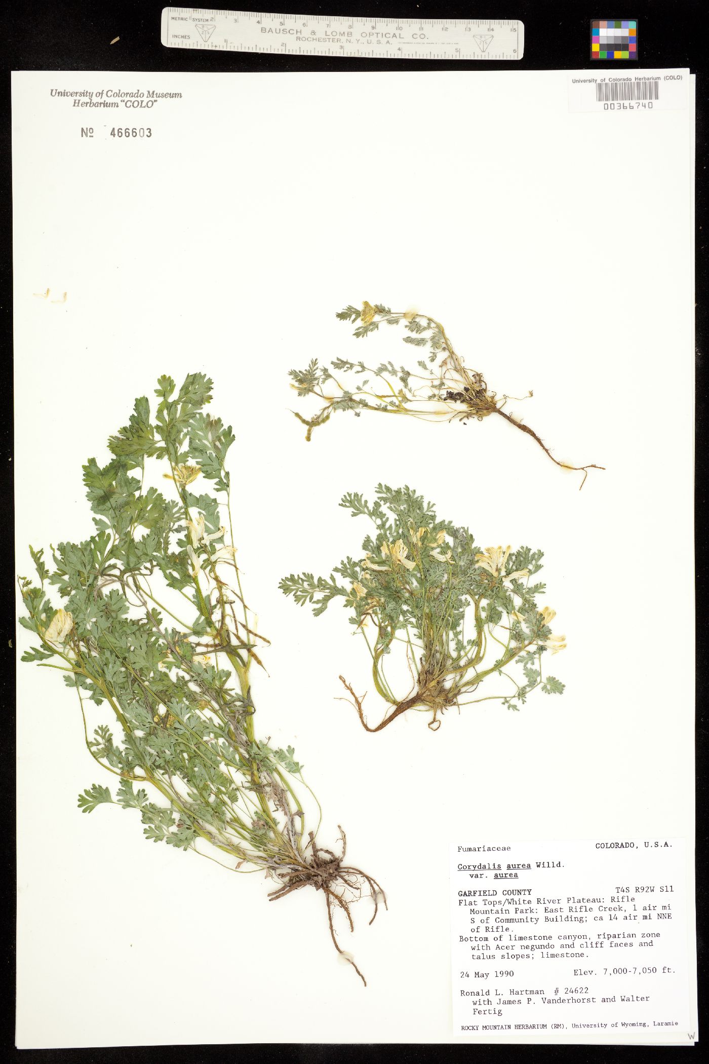 Corydalis aurea image