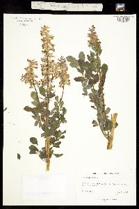 Corydalis caseana ssp. brandegei image