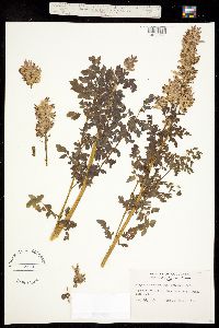 Corydalis caseana ssp. brandegei image