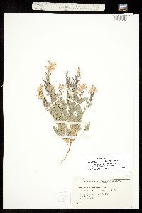 Corydalis curvisiliqua image