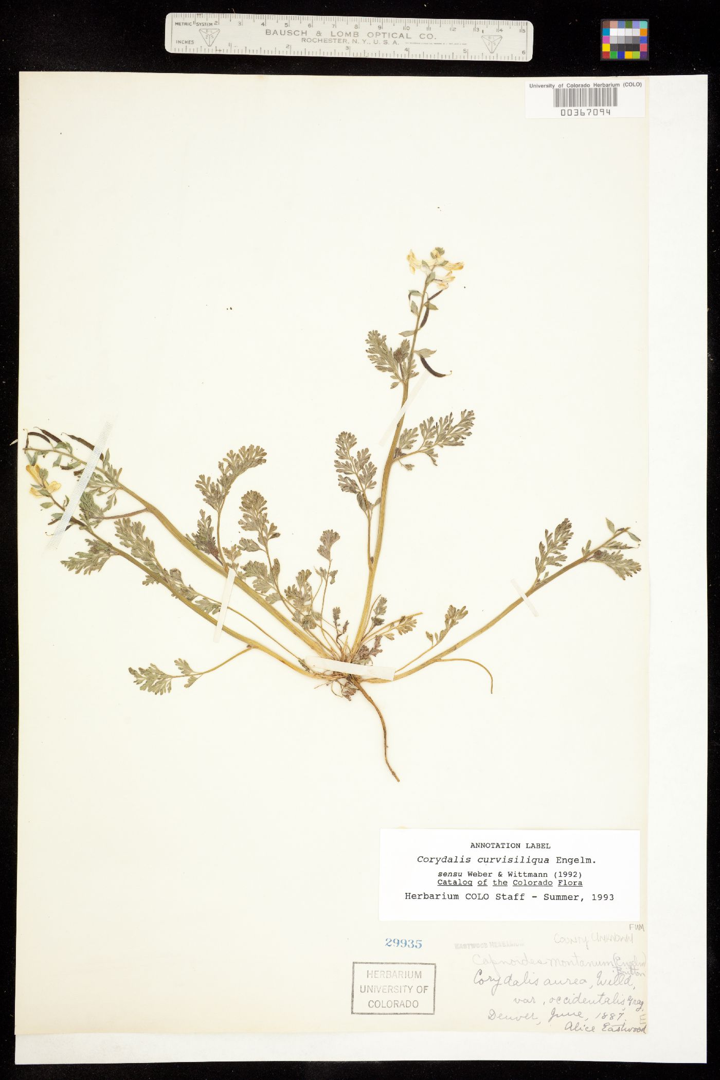 Corydalis aurea image