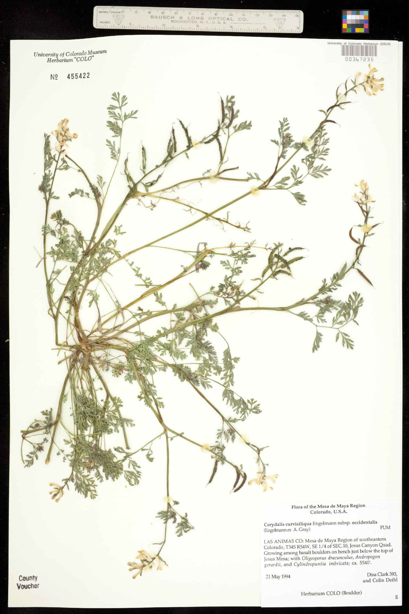 Corydalis aurea ssp. occidentalis image