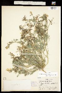 Corydalis aurea image