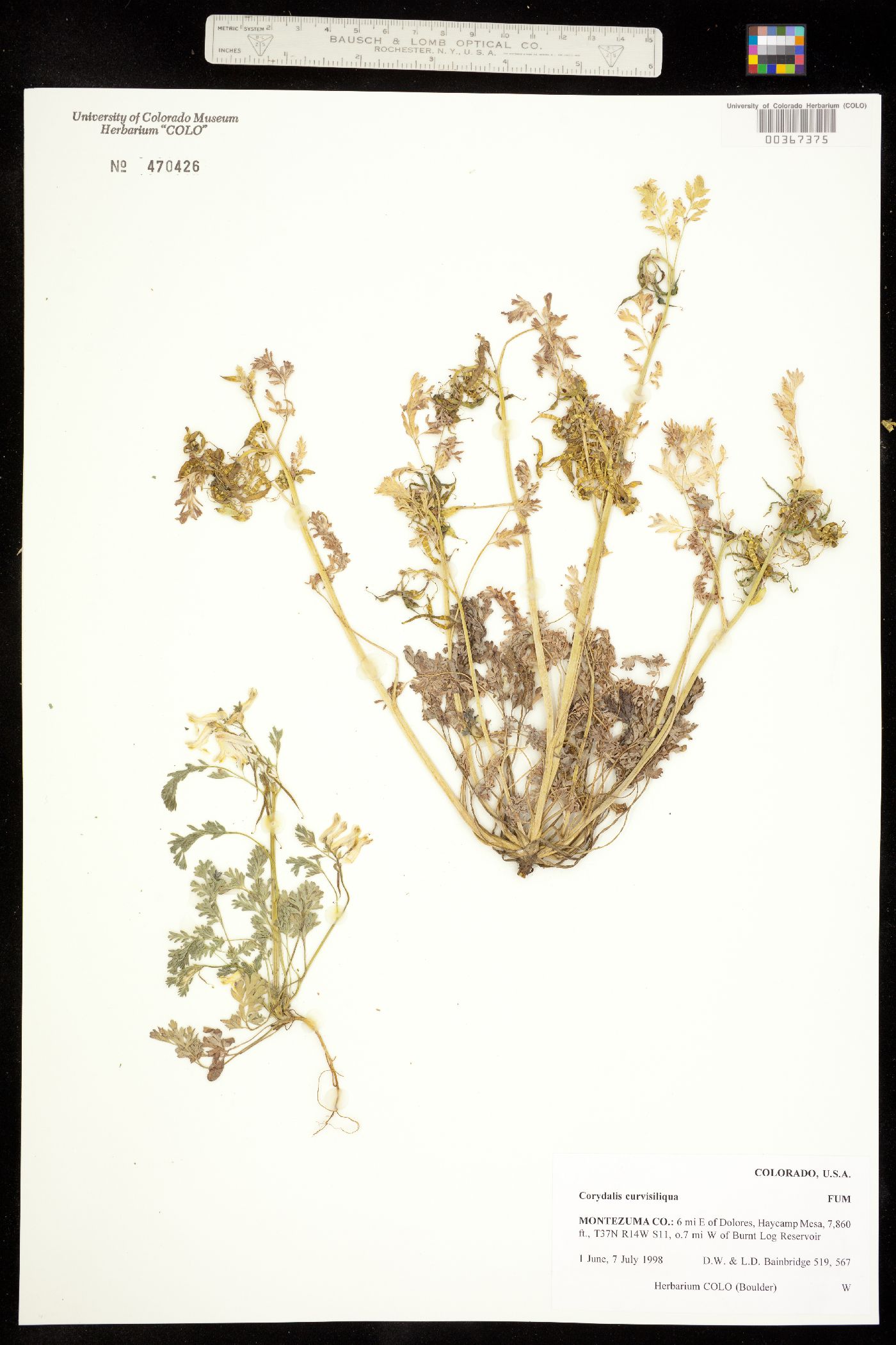 Corydalis image