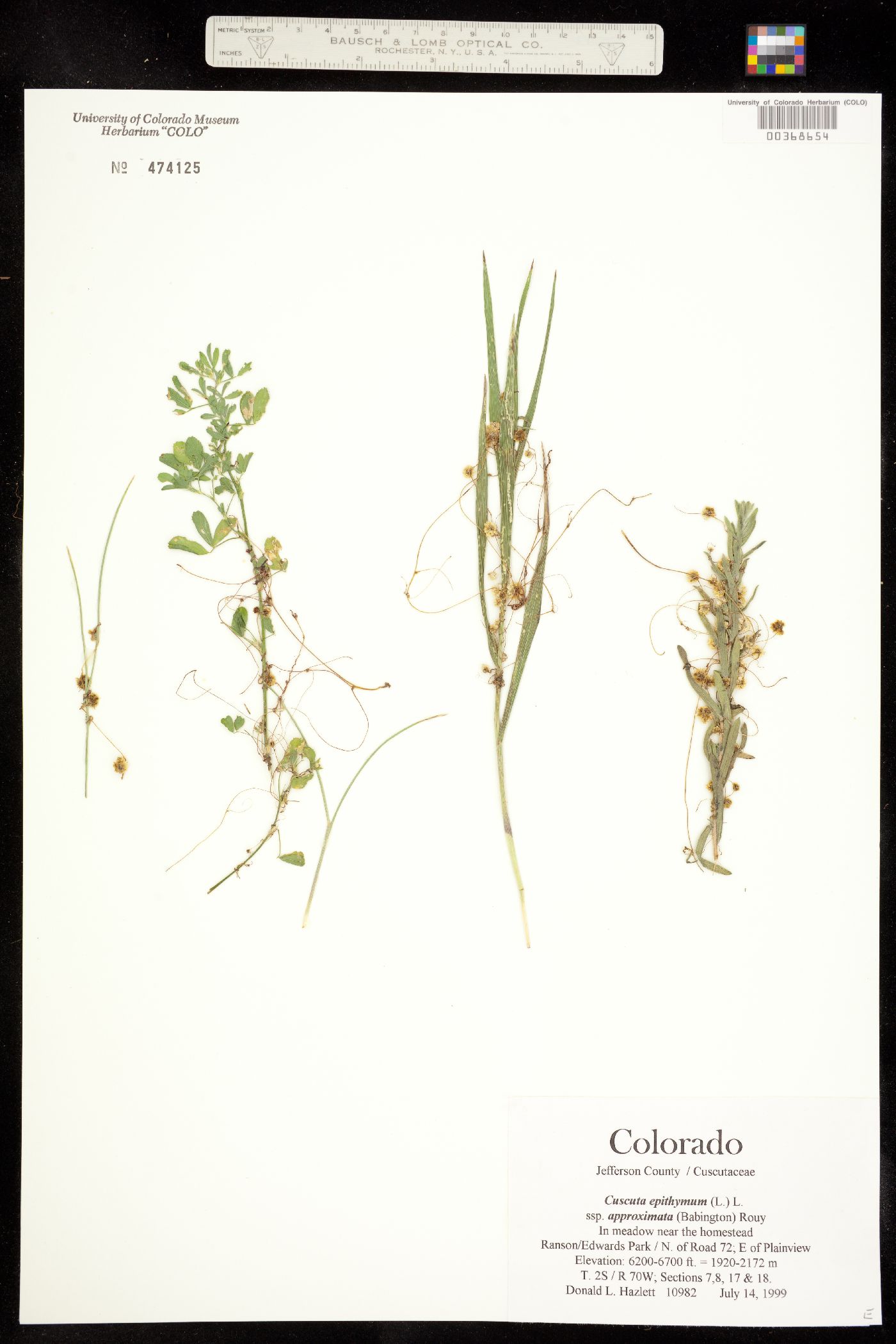 Cuscuta approximata image