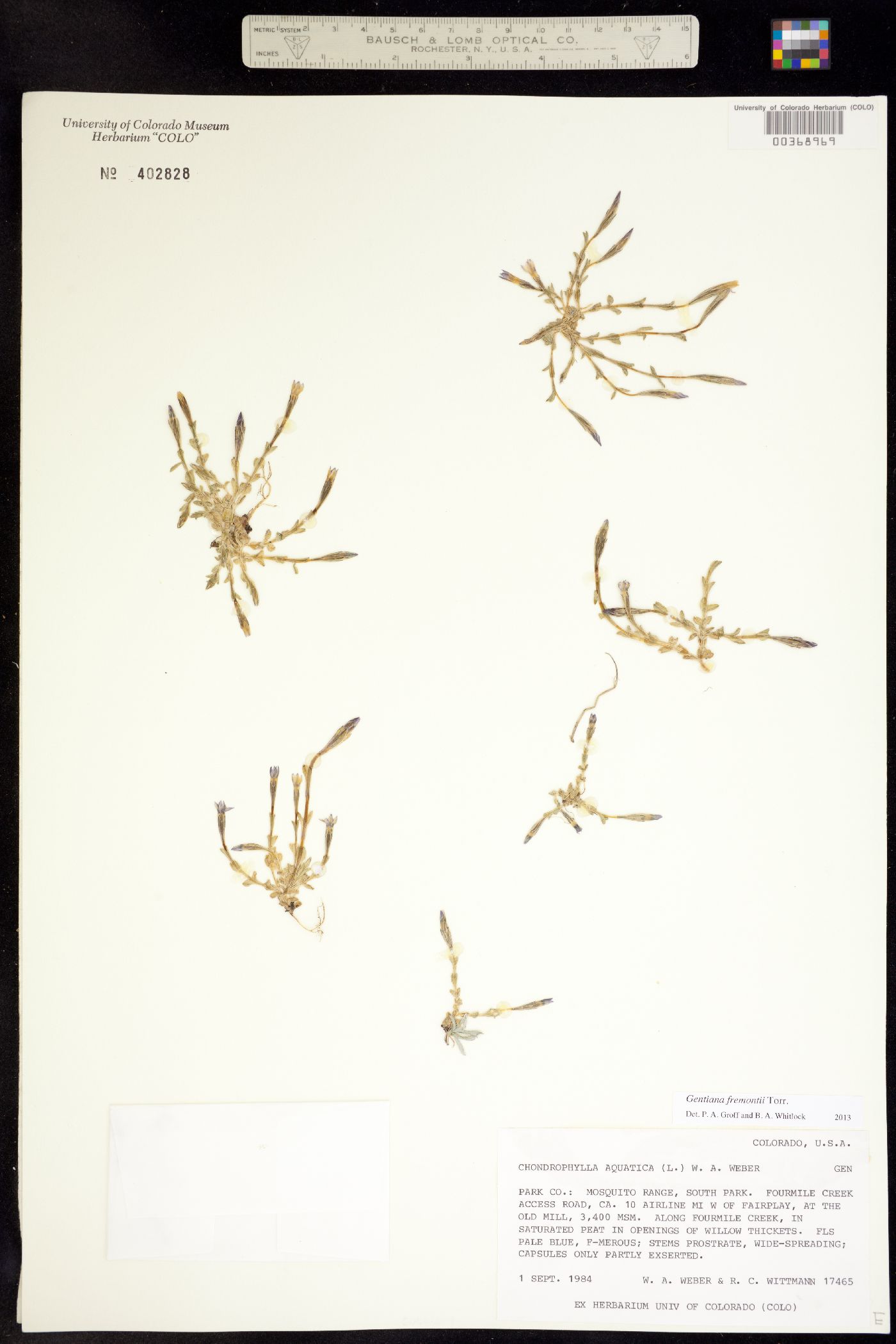 Gentiana fremontii image