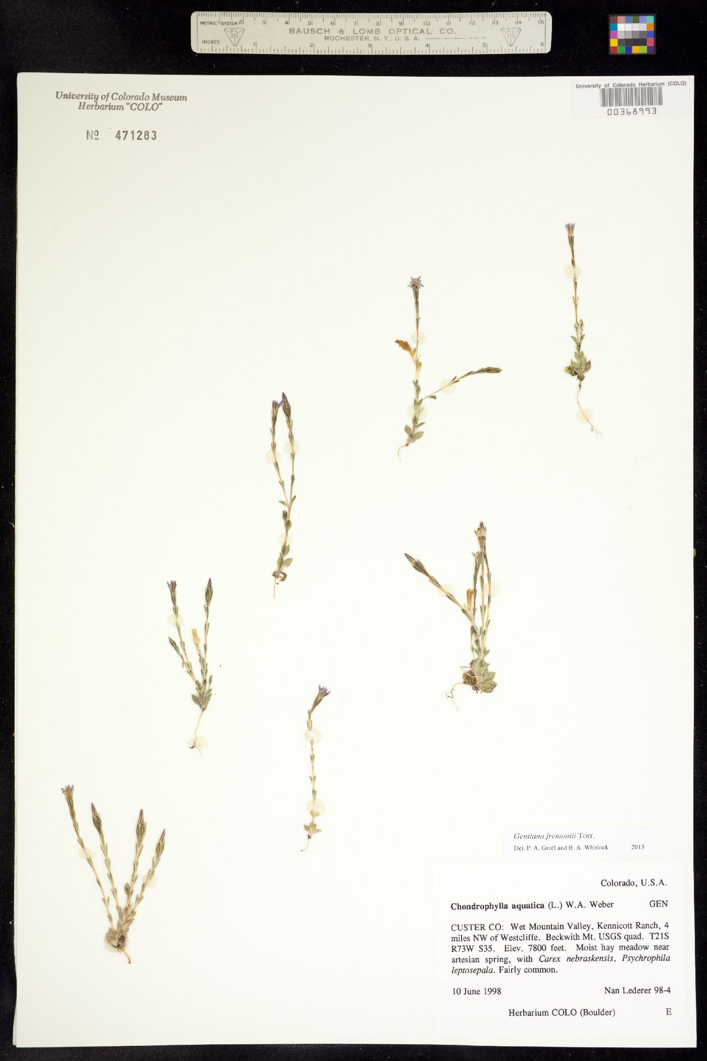 Gentiana fremontii image