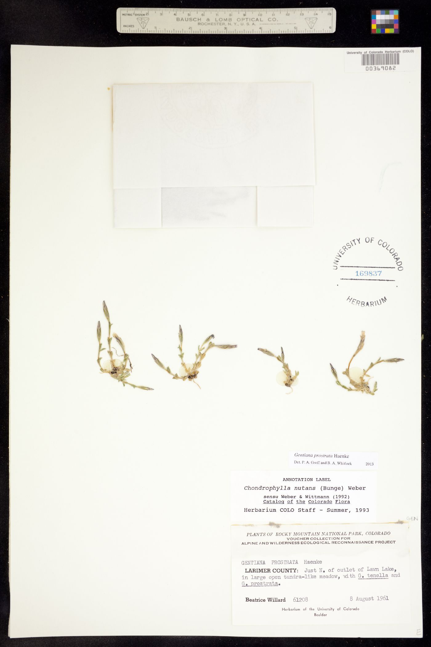 Gentiana prostrata subsp. nutans image