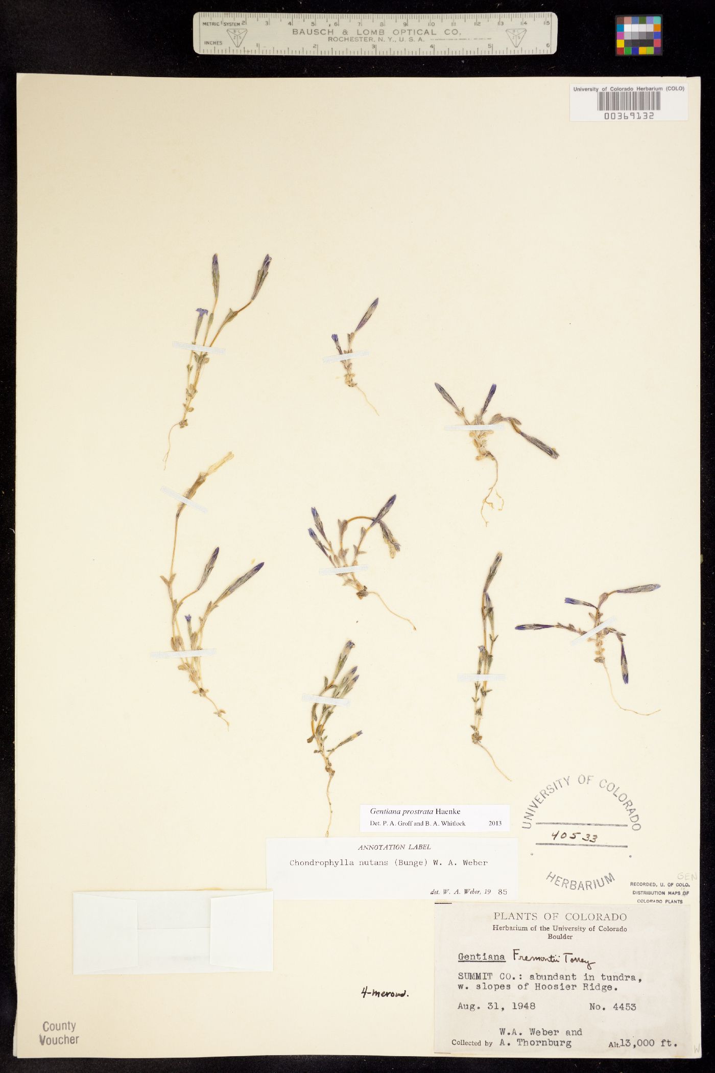 Gentiana prostrata subsp. nutans image