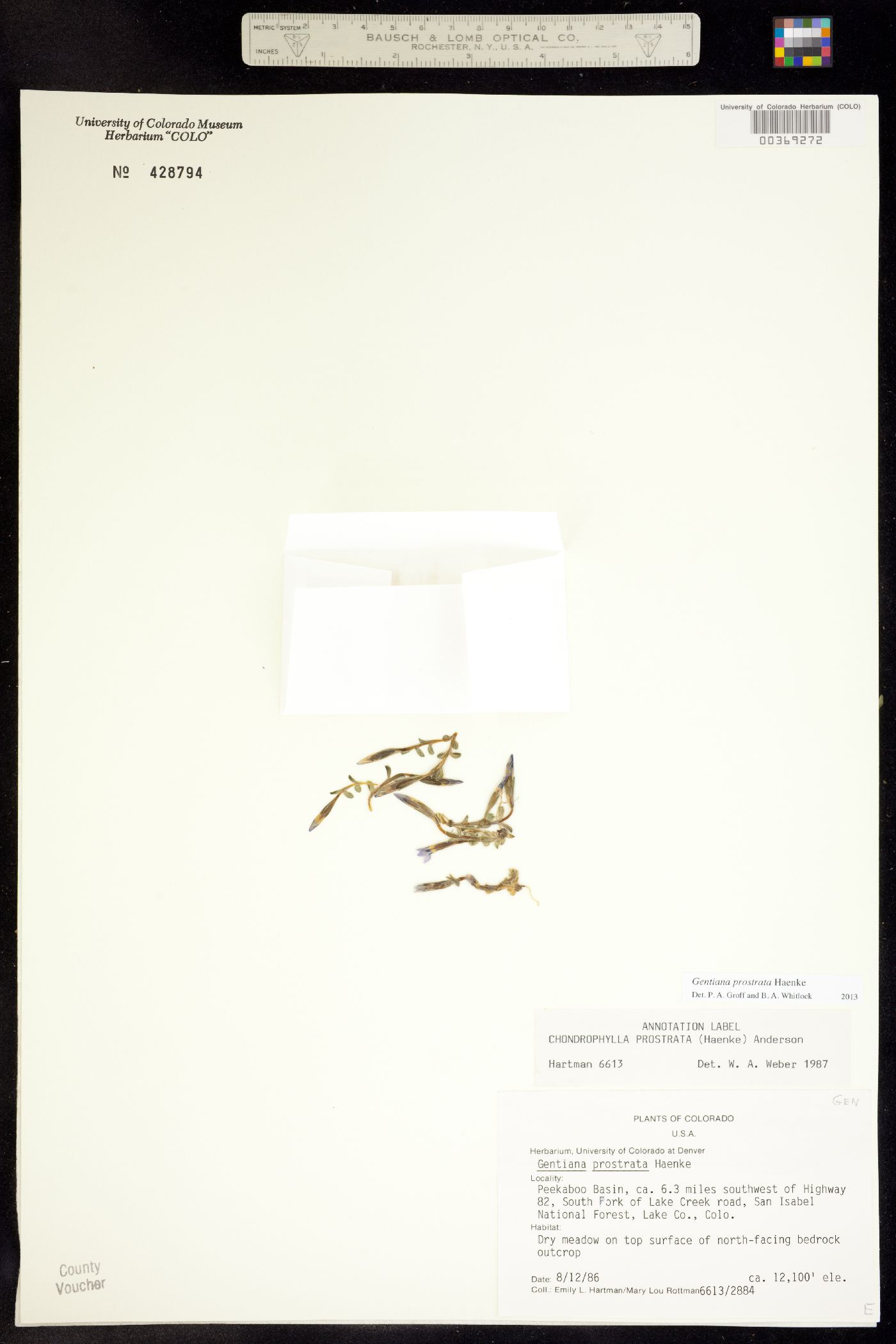Gentiana prostrata image