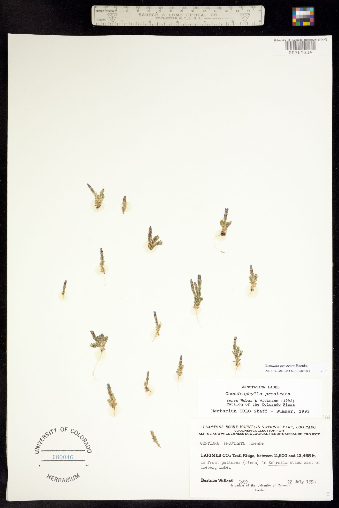 Gentiana prostrata image