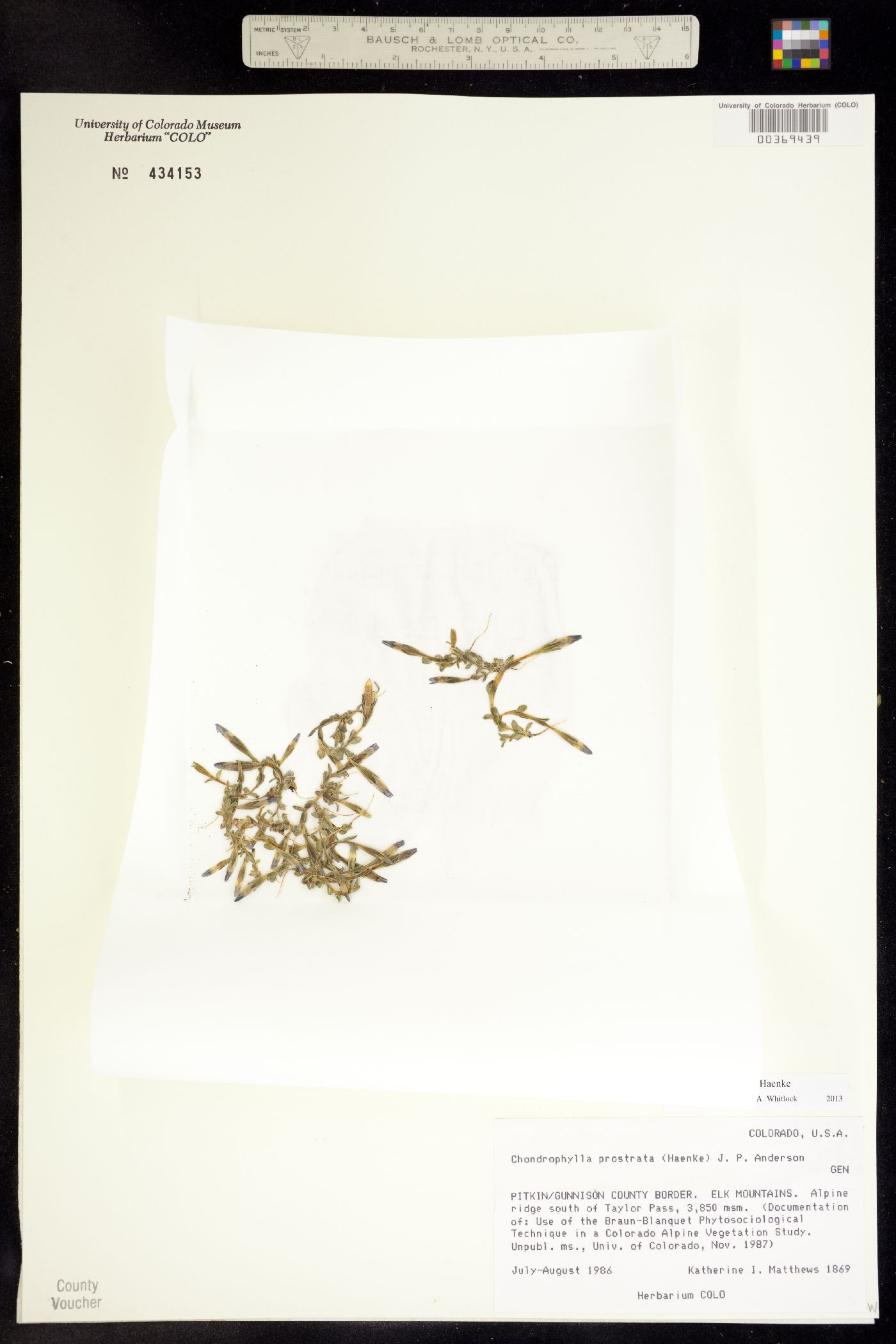 Gentiana prostrata image