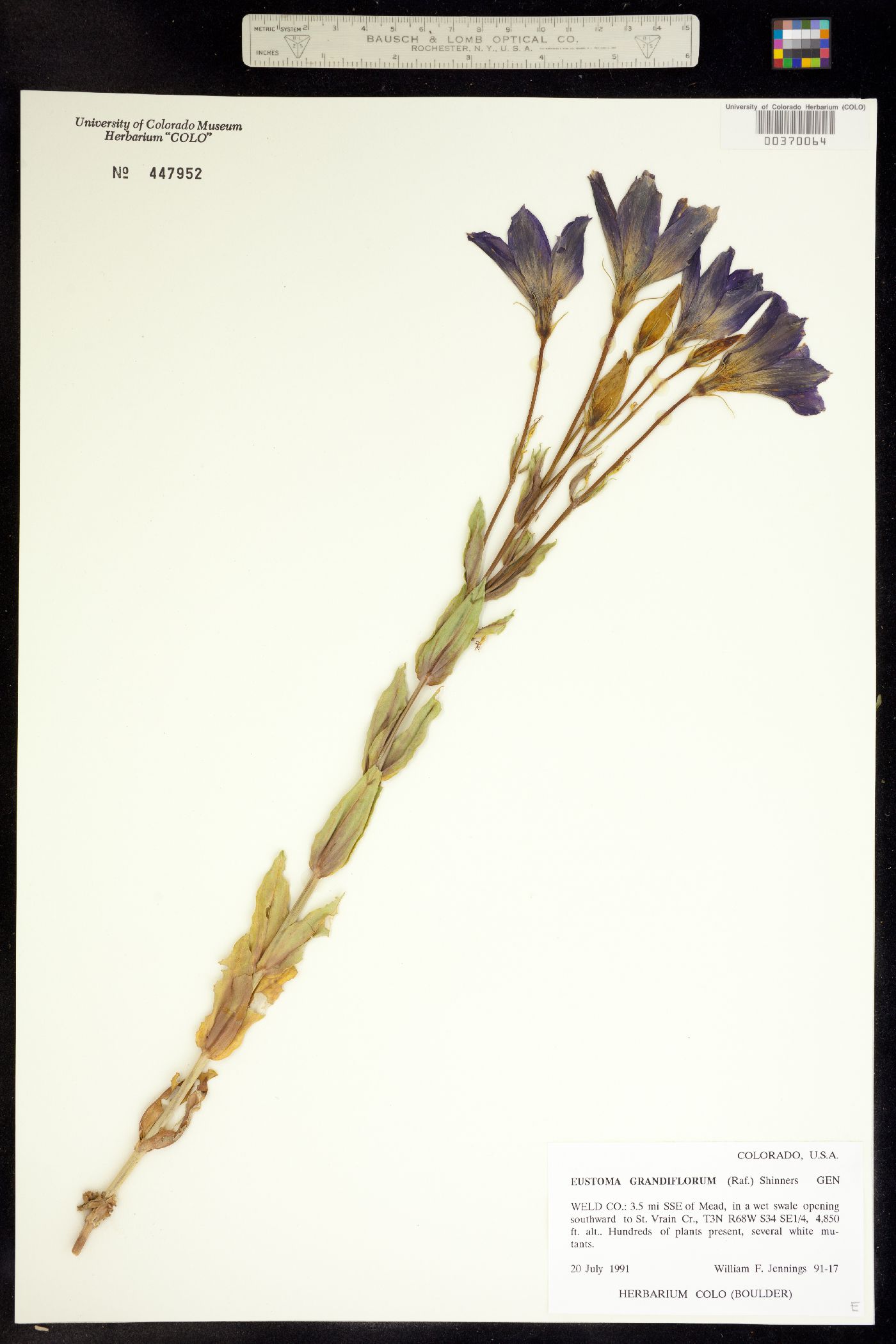 Eustoma exaltatum ssp. russellianum image