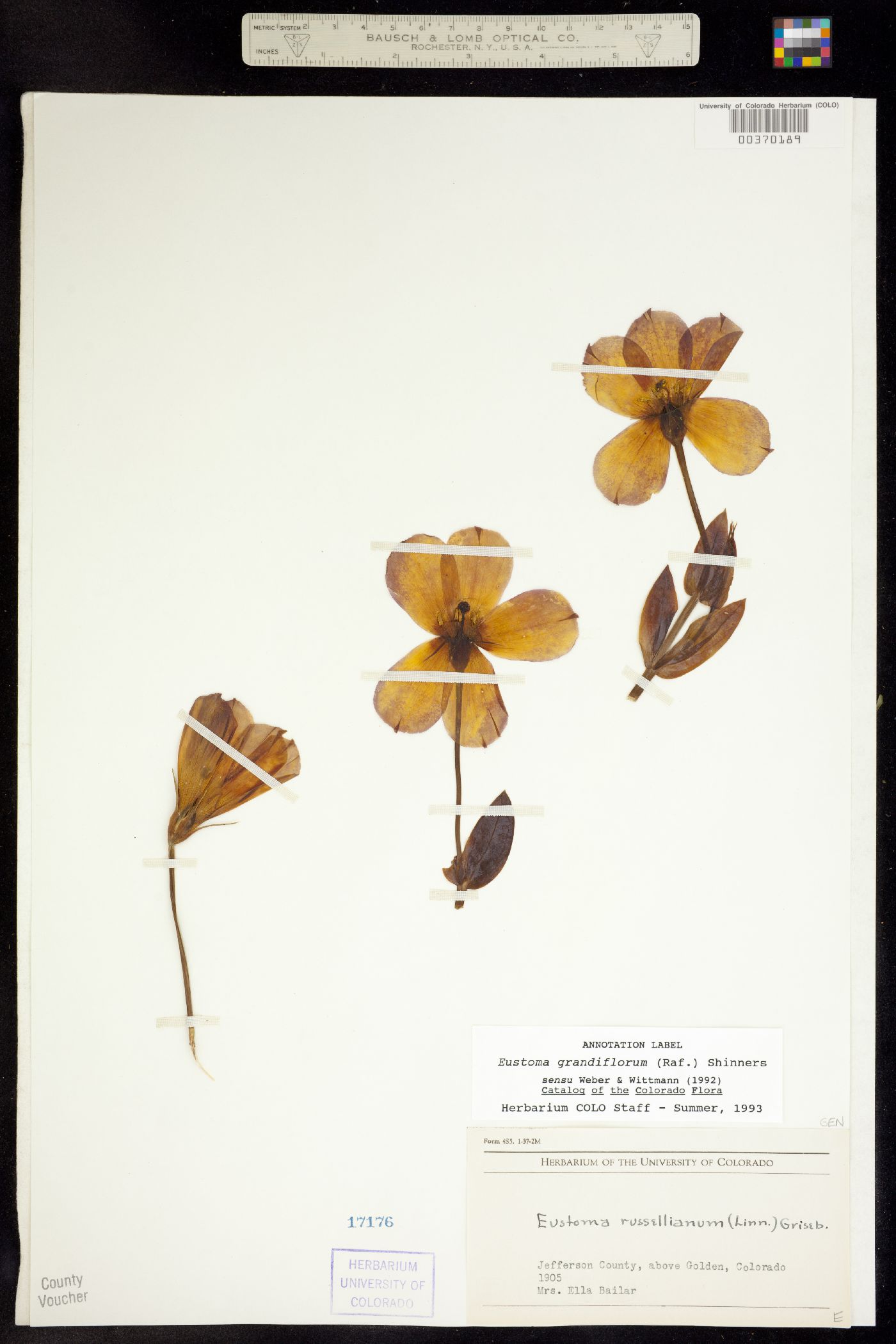 Eustoma exaltatum image