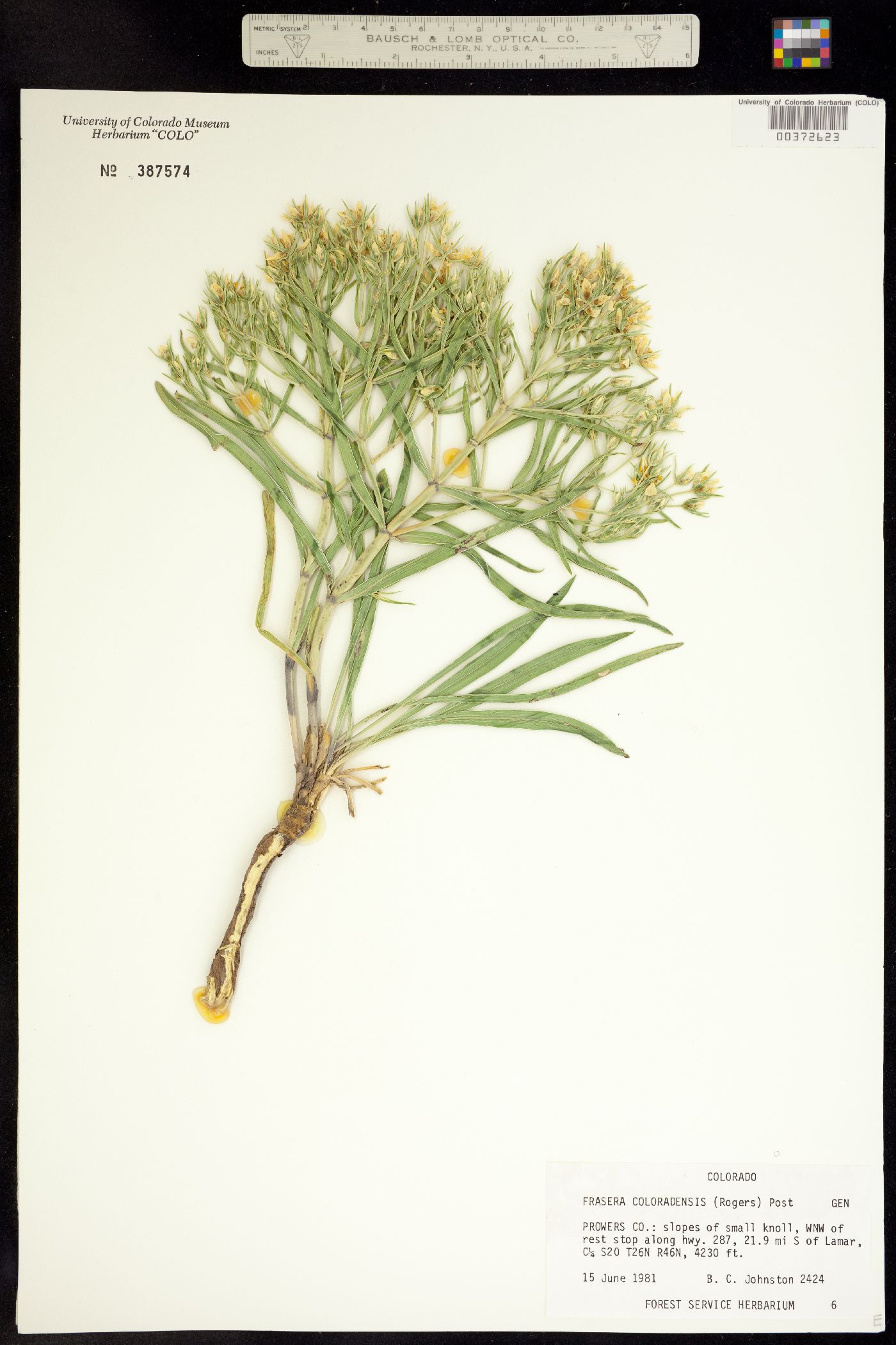Frasera coloradensis image