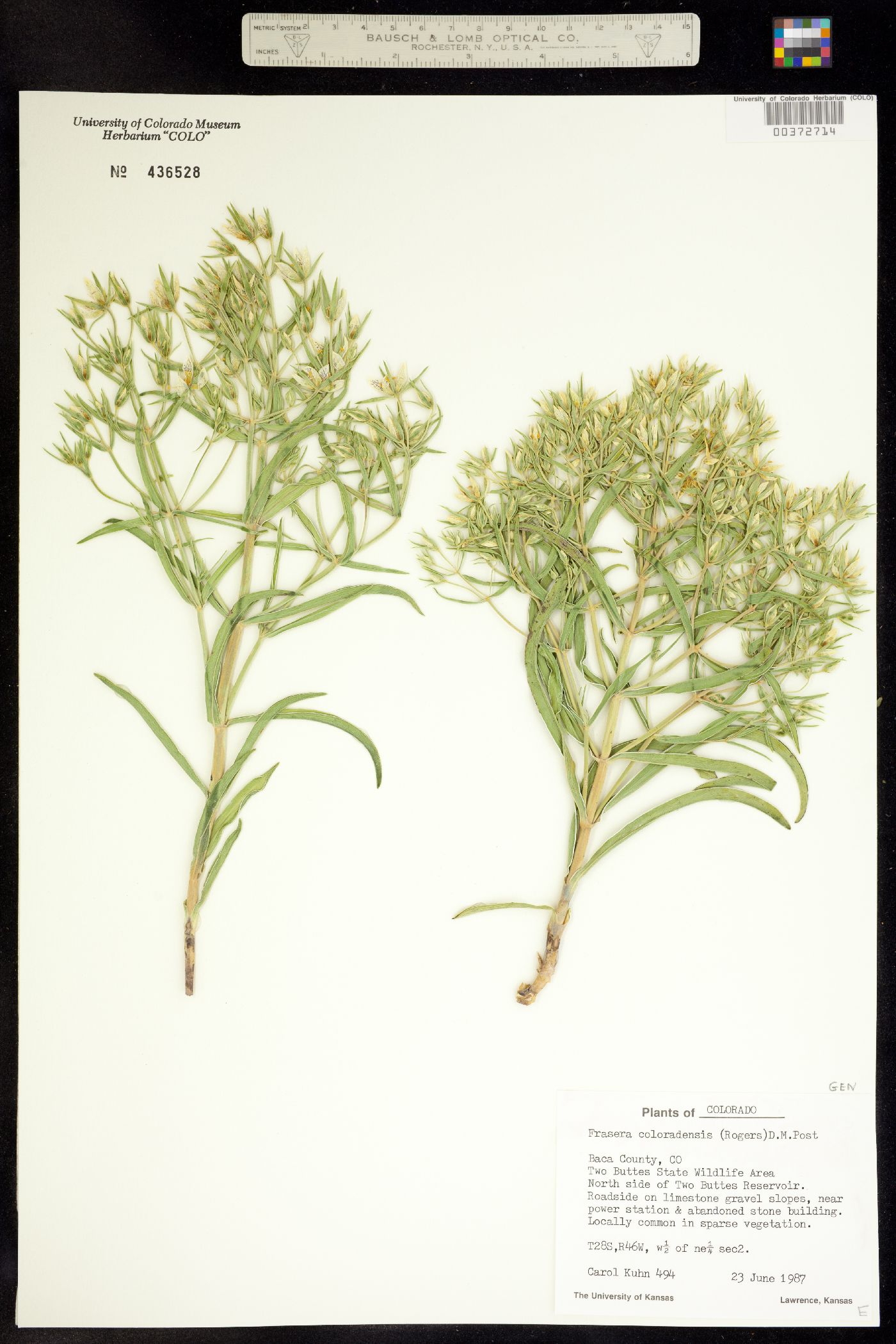 Frasera coloradensis image