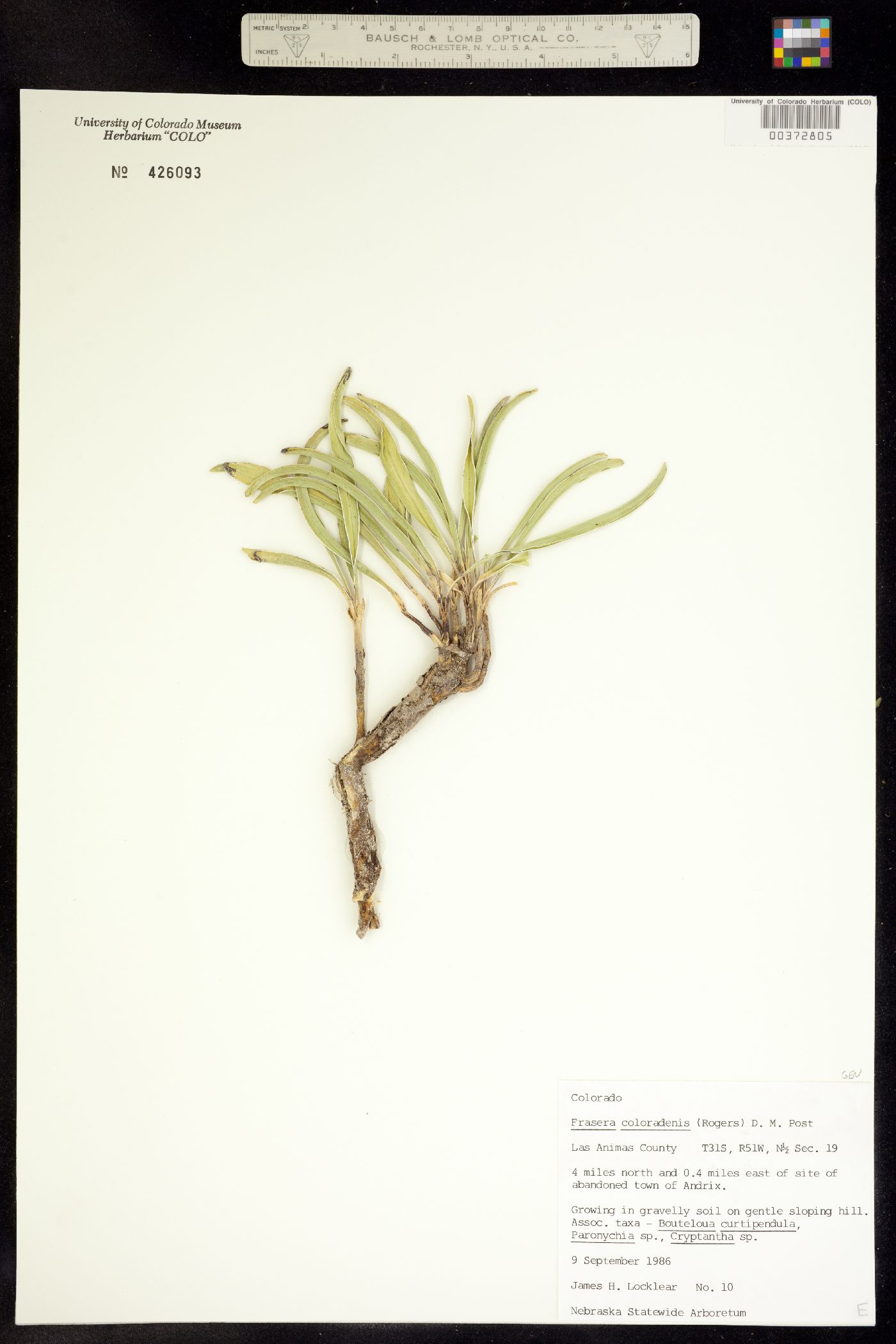 Frasera coloradensis image