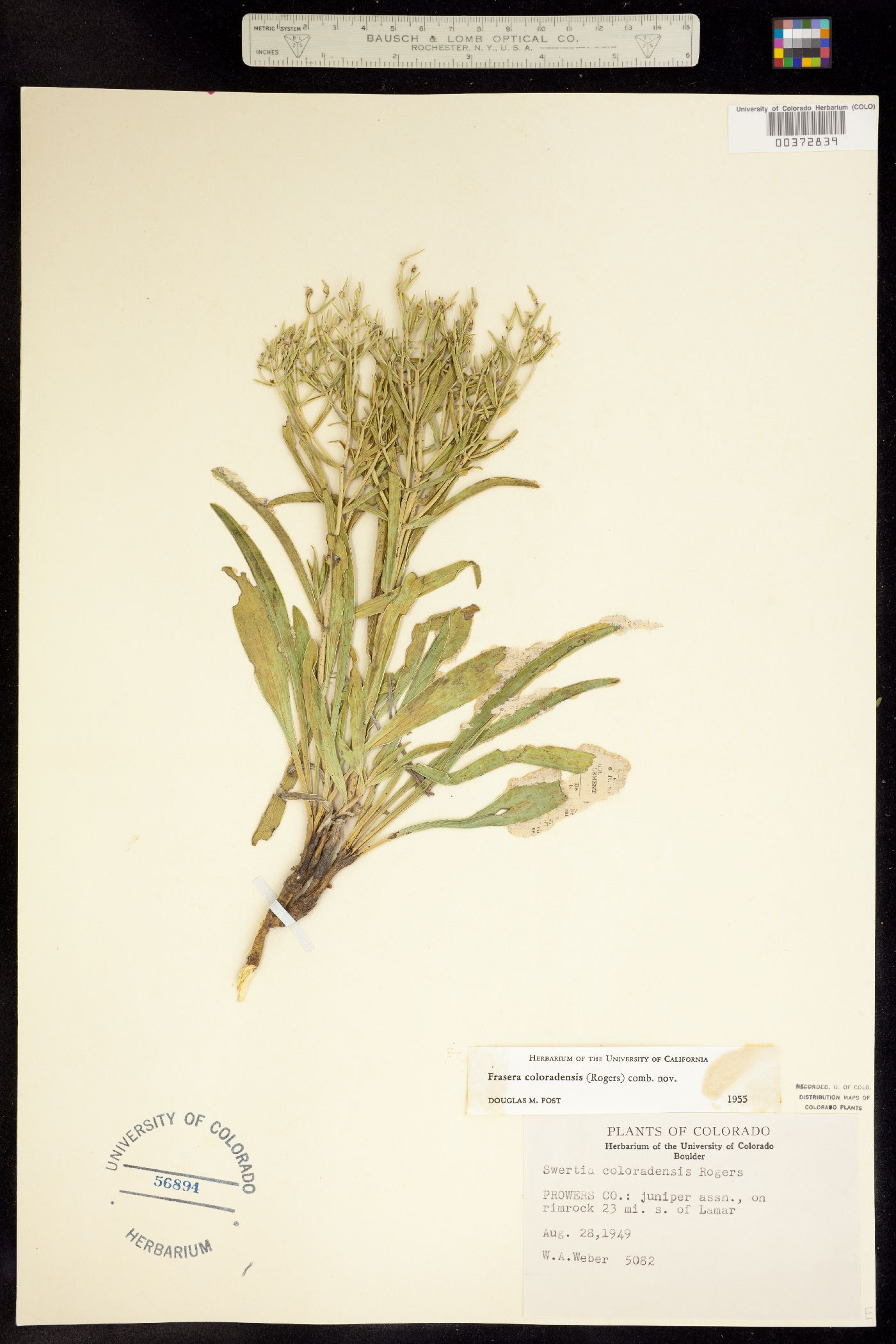 Frasera coloradensis image