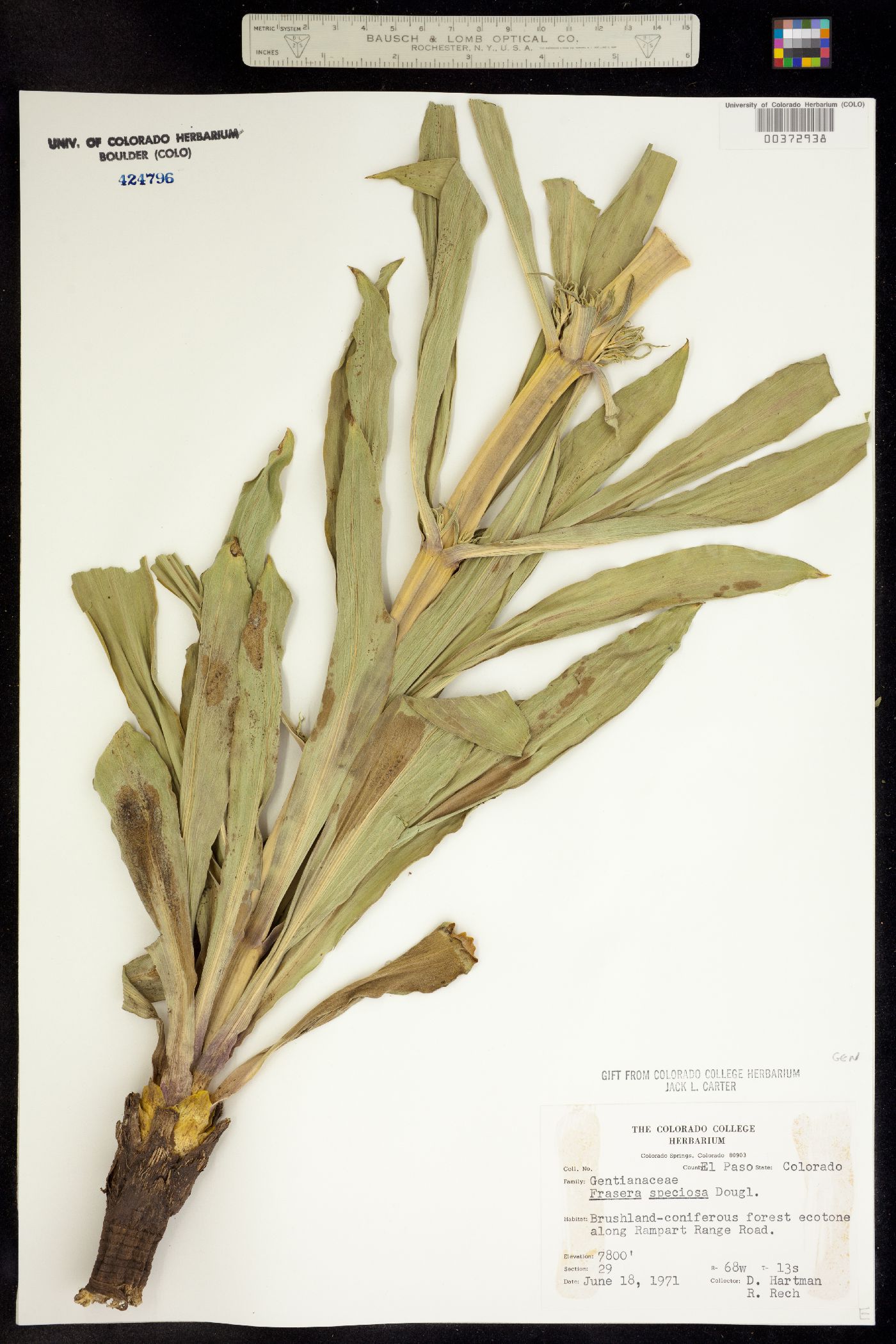 Frasera speciosa image