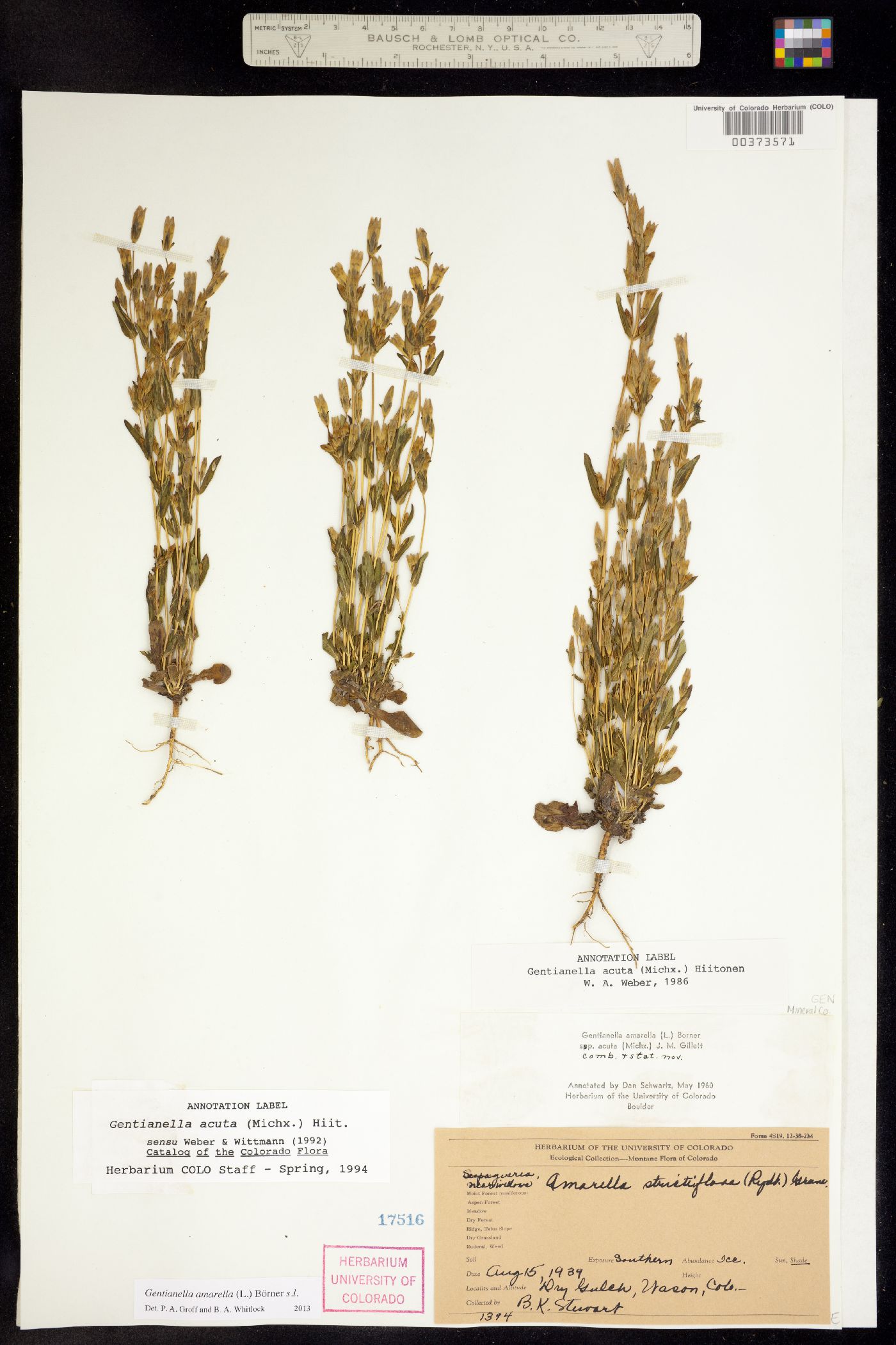 Gentianella image