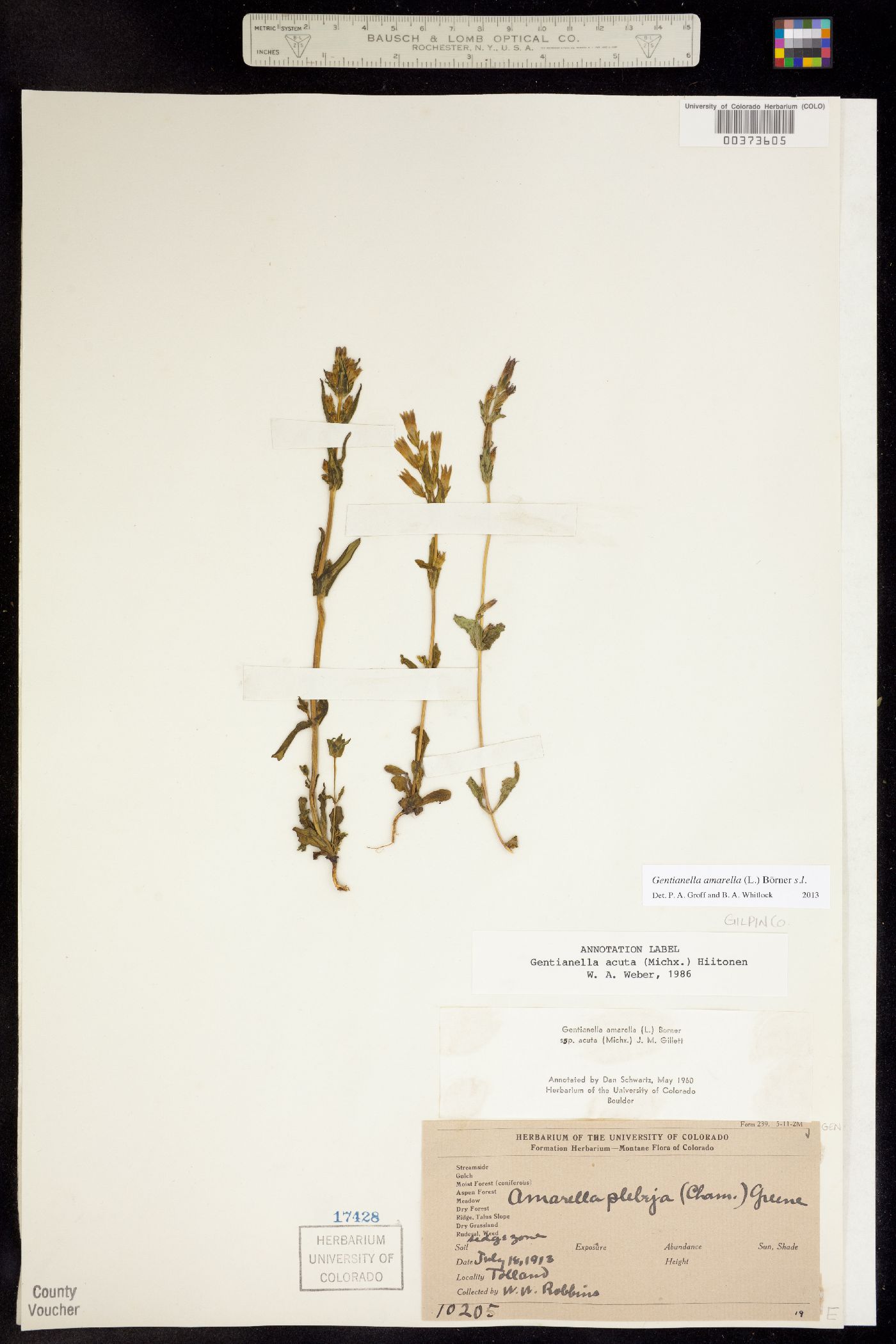 Gentianella amarella ssp. acuta image