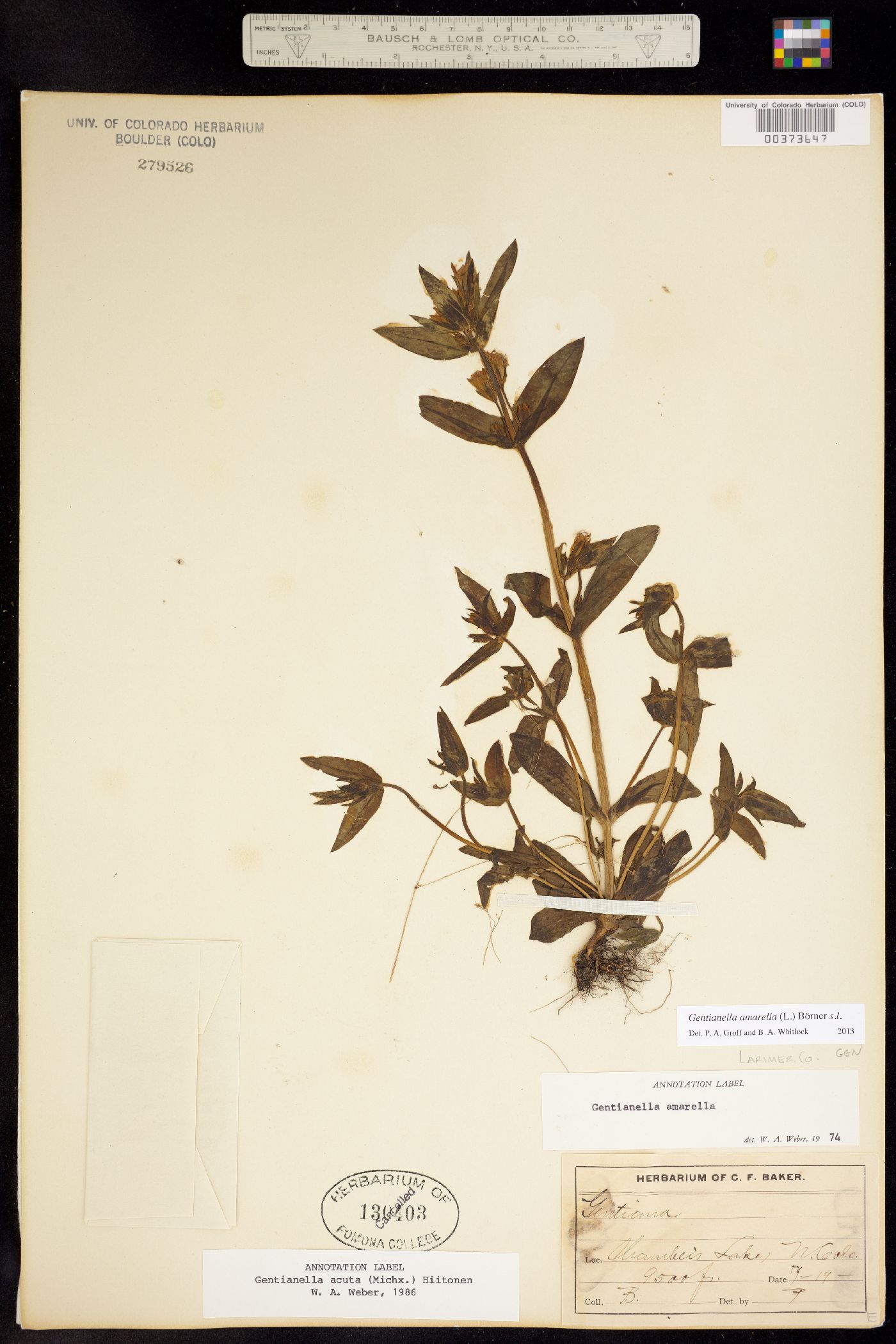 Gentianella amarella ssp. acuta image