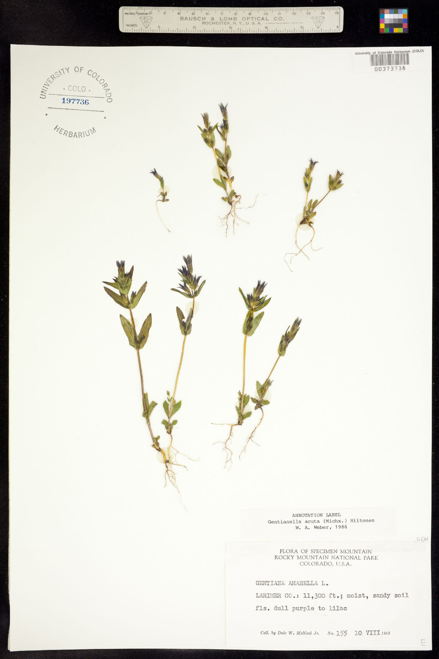 Gentianella amarella ssp. acuta image