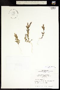 Gentianella amarella ssp. acuta image