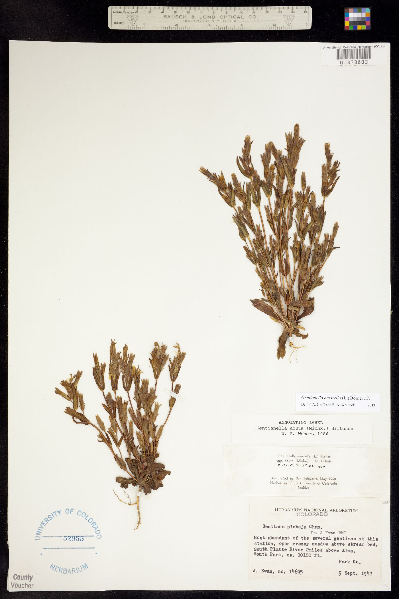 Gentianella amarella image